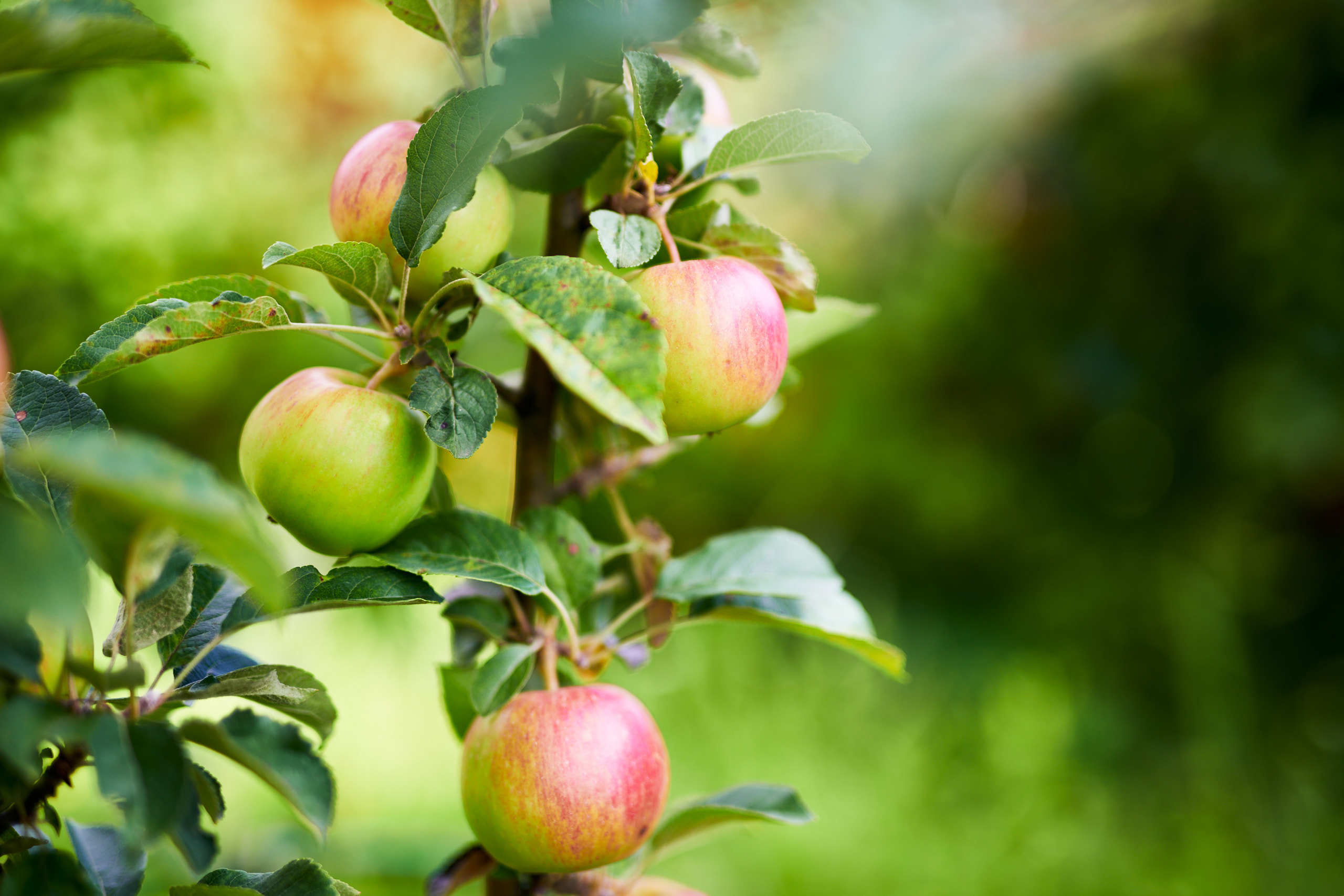 Harvest. Nature and macro photography by Elena Zhukova