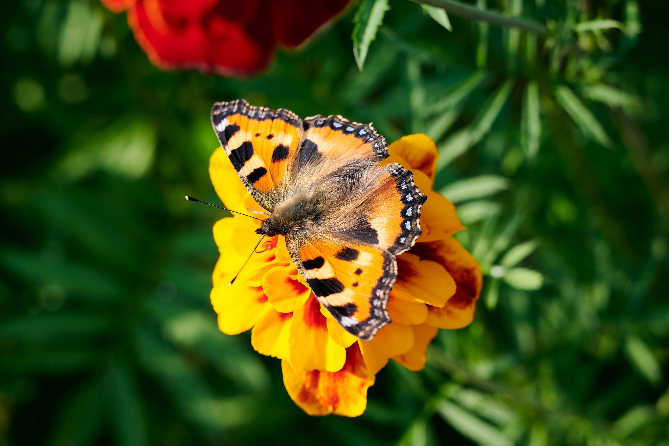 Nature and macro photography by Elena Zhukova