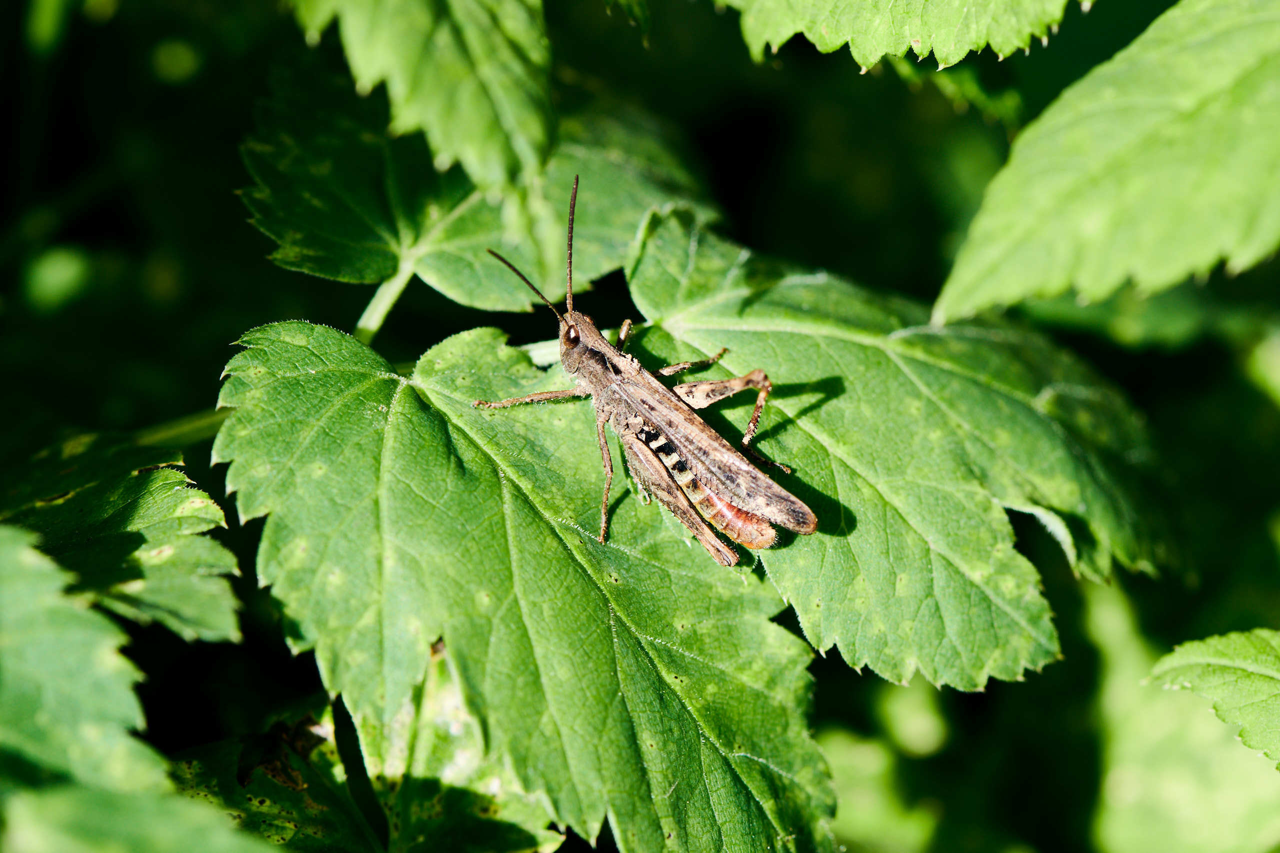 Small world. Nature and macro photography by Elena Zhukova