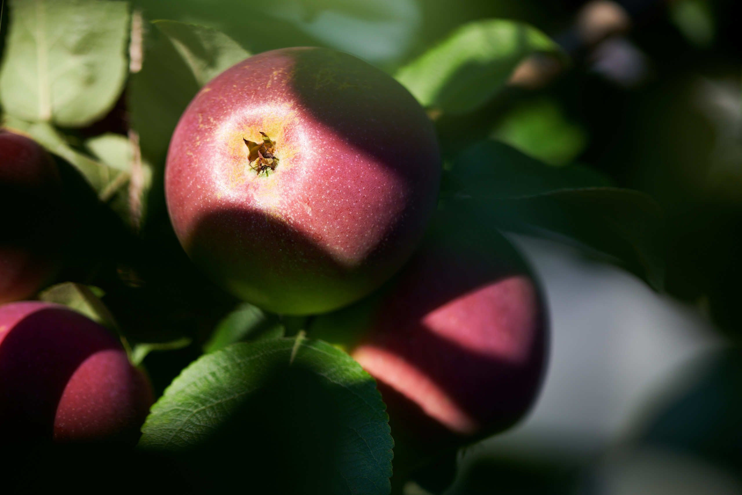 Harvest. Nature and macro photography by Elena Zhukova