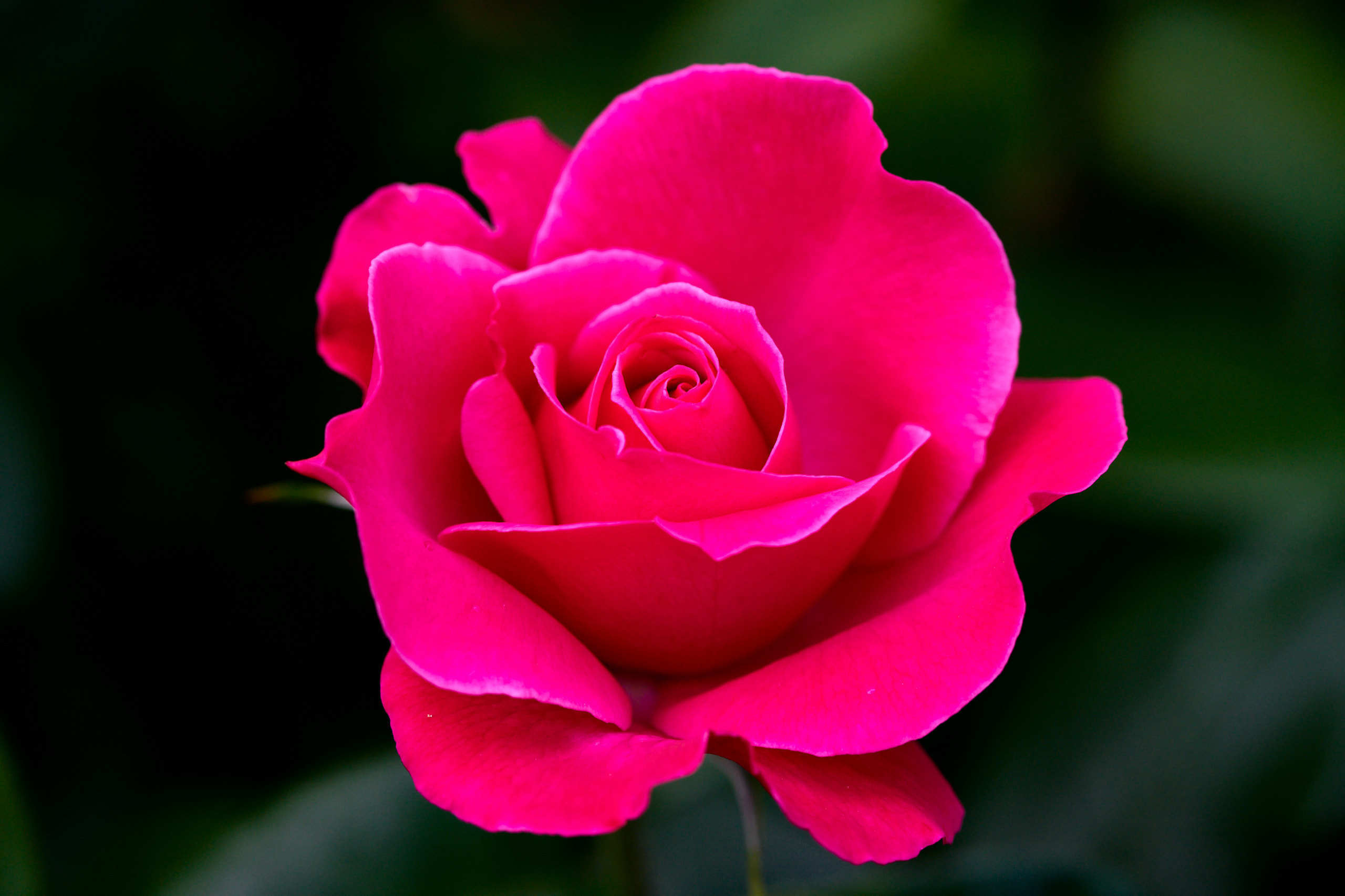 Roses. Nature and macro photography by Elena Zhukova