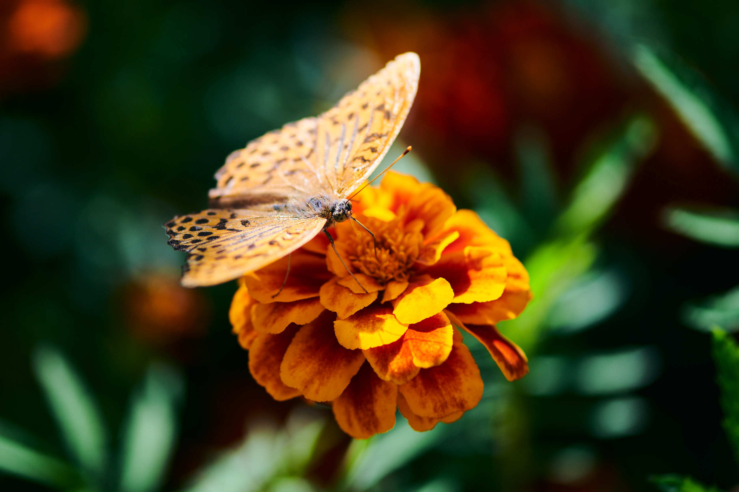 Small world. Nature and macro photography by Elena Zhukova