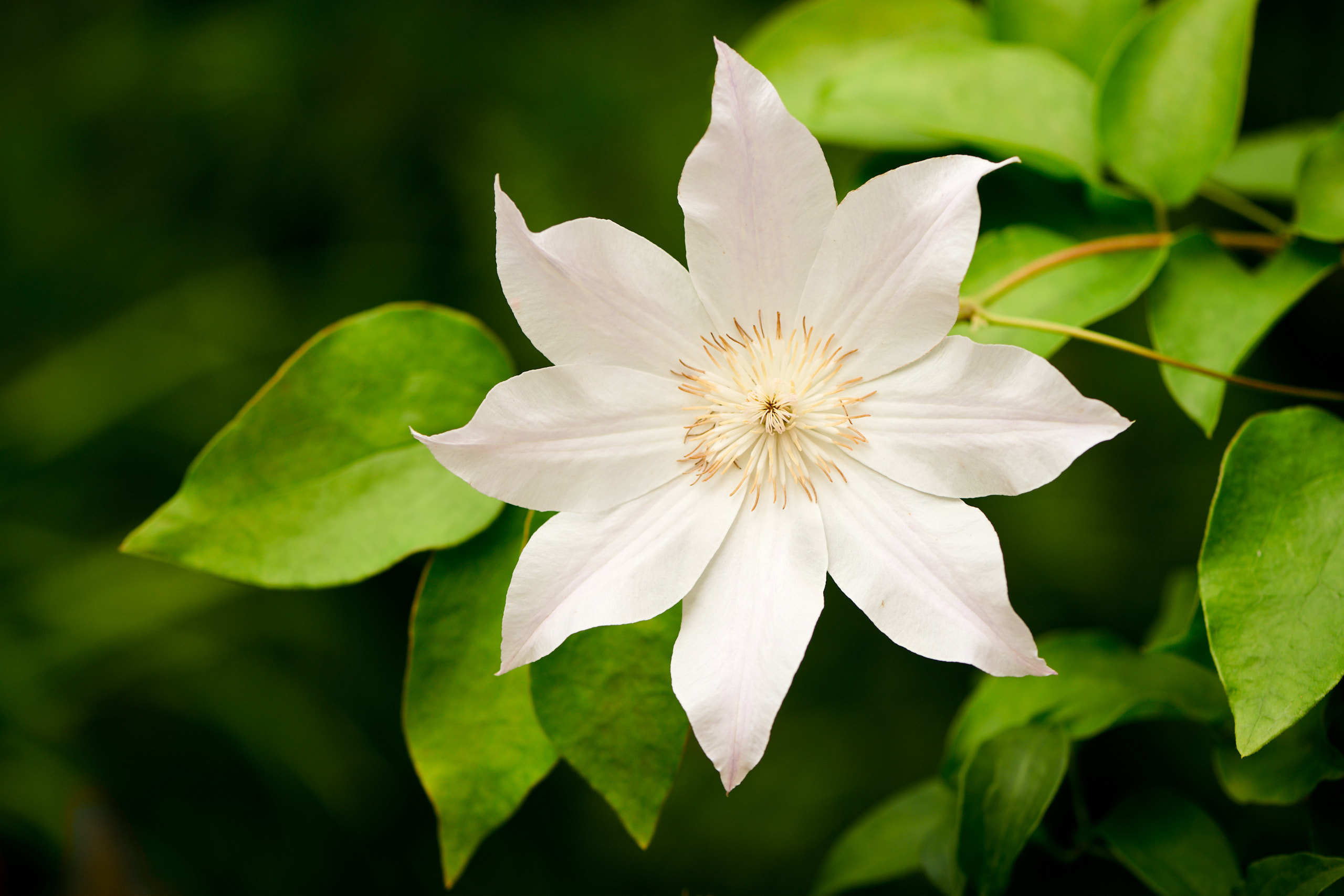 Flowers. Nature and macro photography by Elena Zhukova