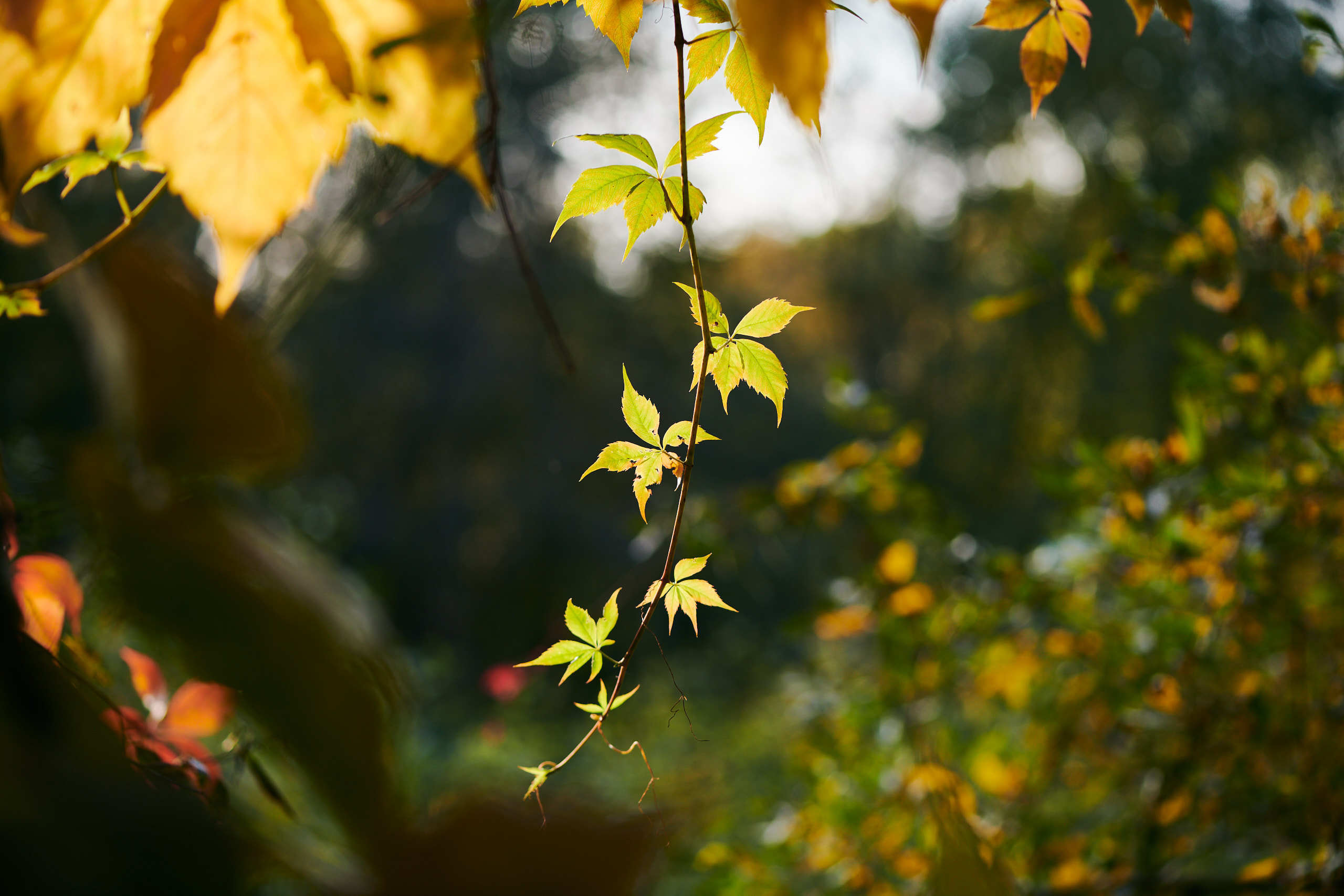 Leaves. Nature and macro photography by Elena Zhukova