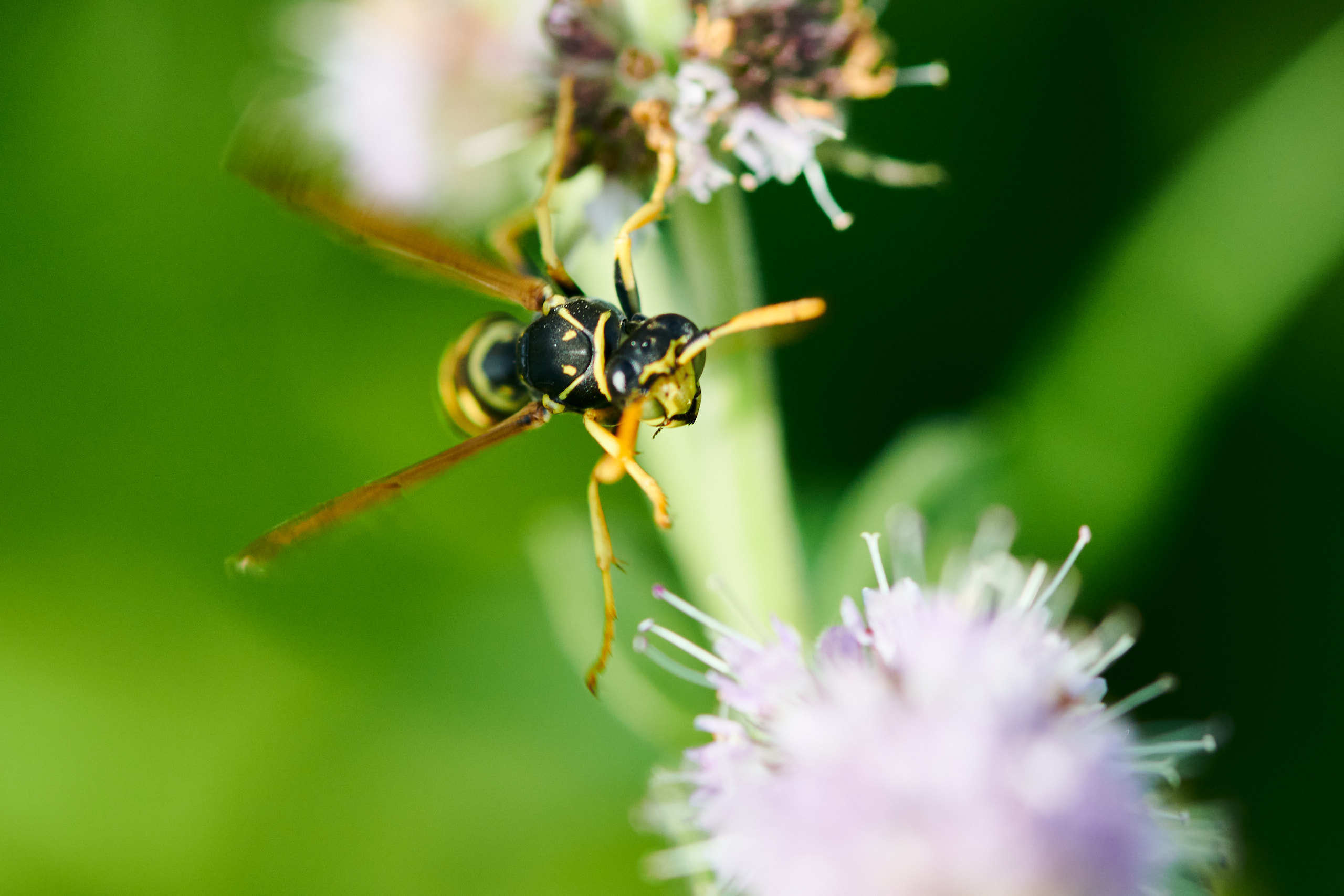 Small world. Nature and macro photography by Elena Zhukova
