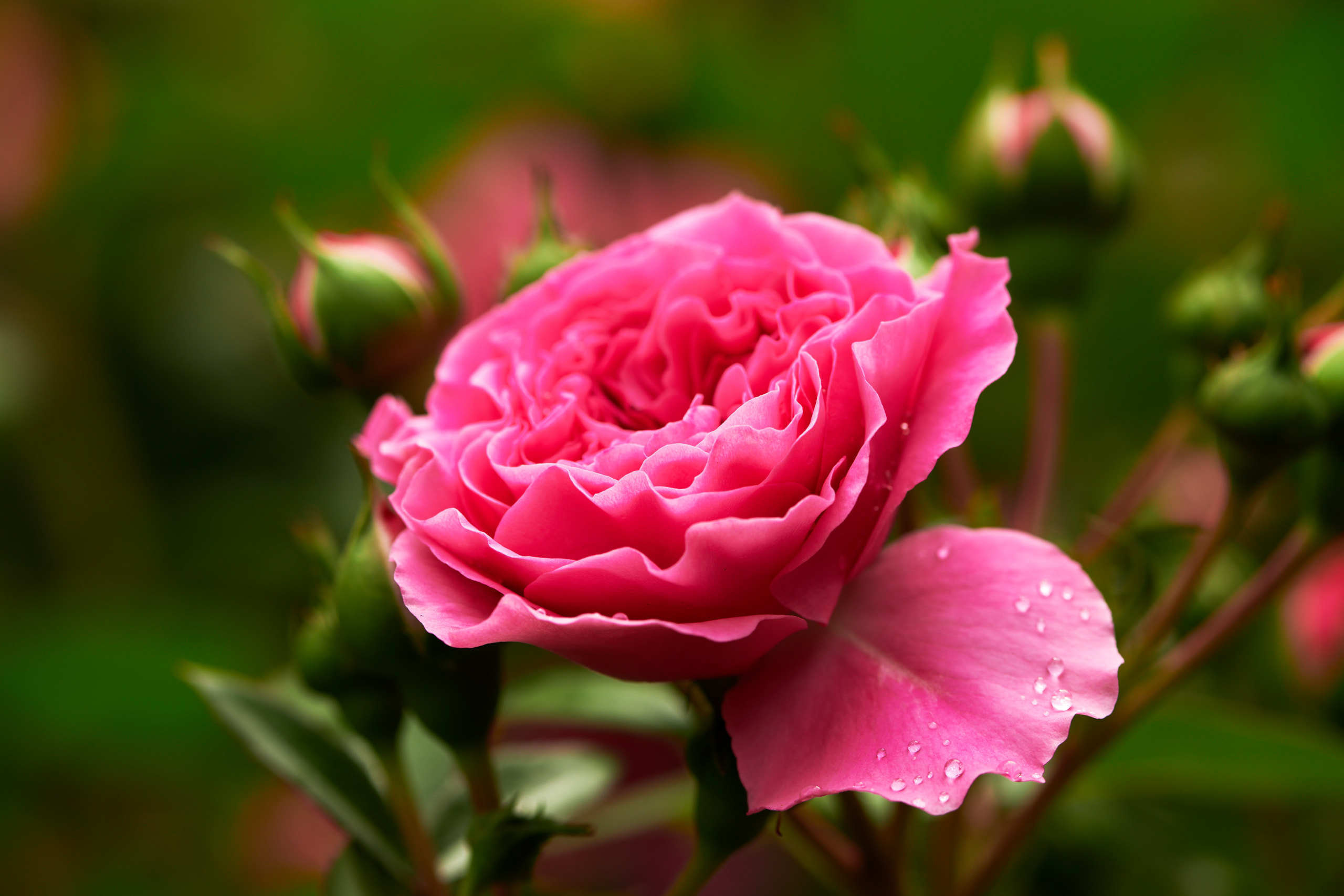 Roses. Nature and macro photography by Elena Zhukova