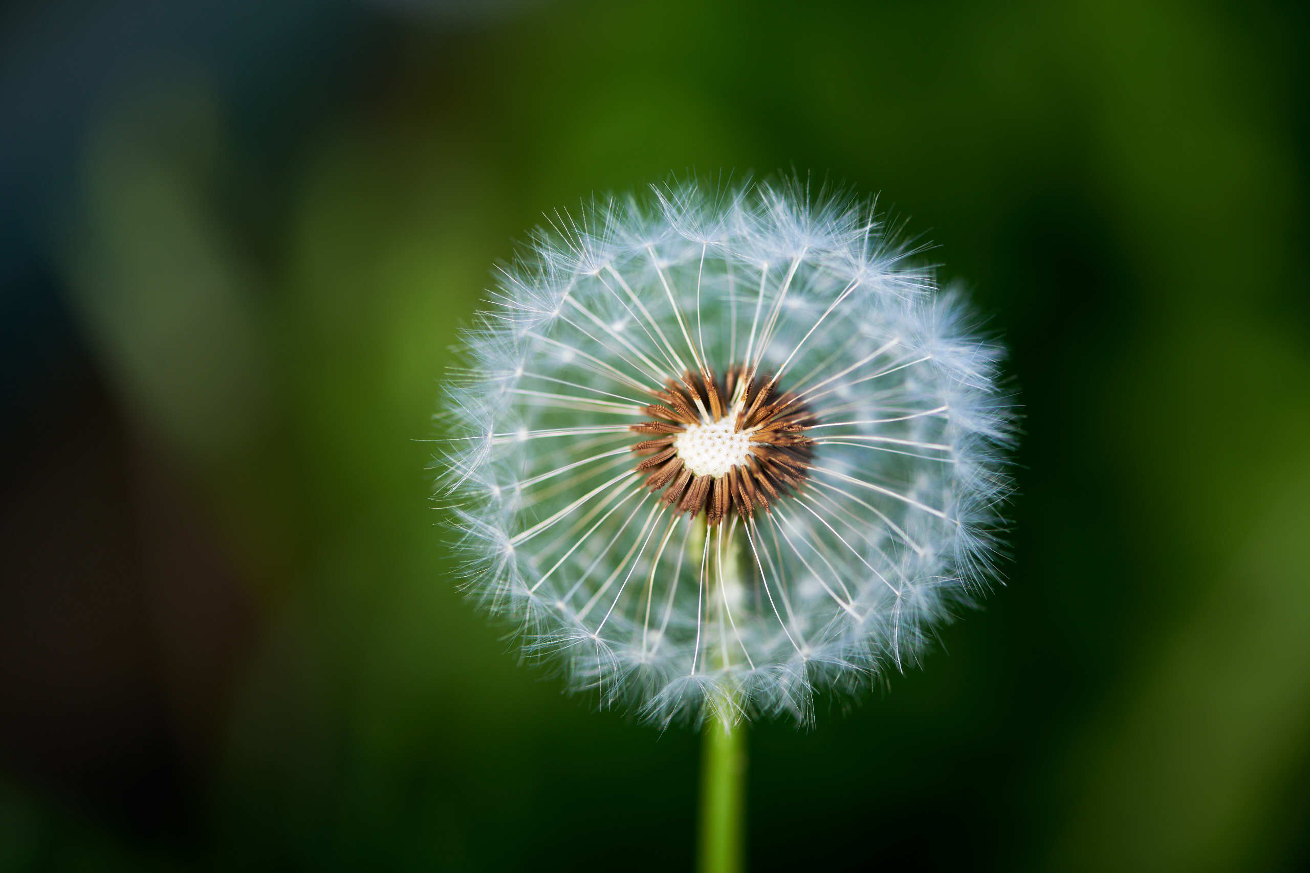 Flowers. Nature and macro photography by Elena Zhukova