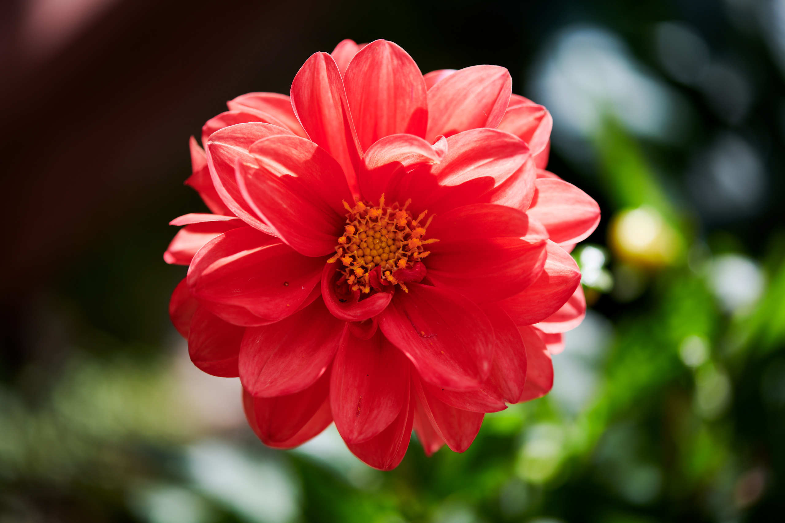 Flowers. Nature and macro photography by Elena Zhukova