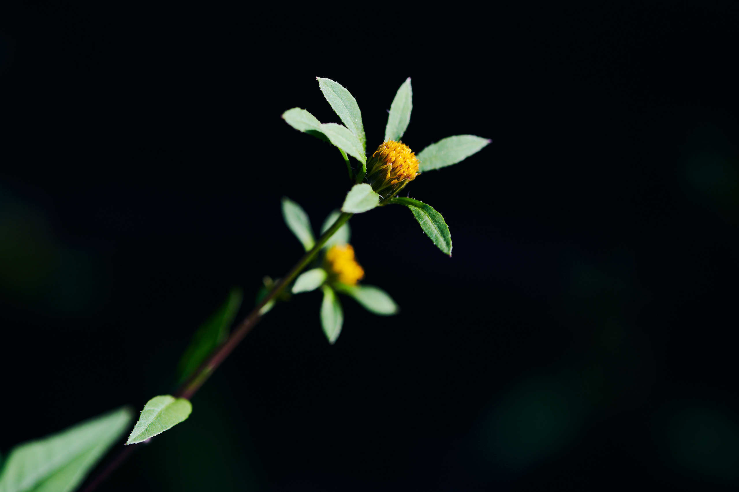 Flowers. Nature and macro photography by Elena Zhukova