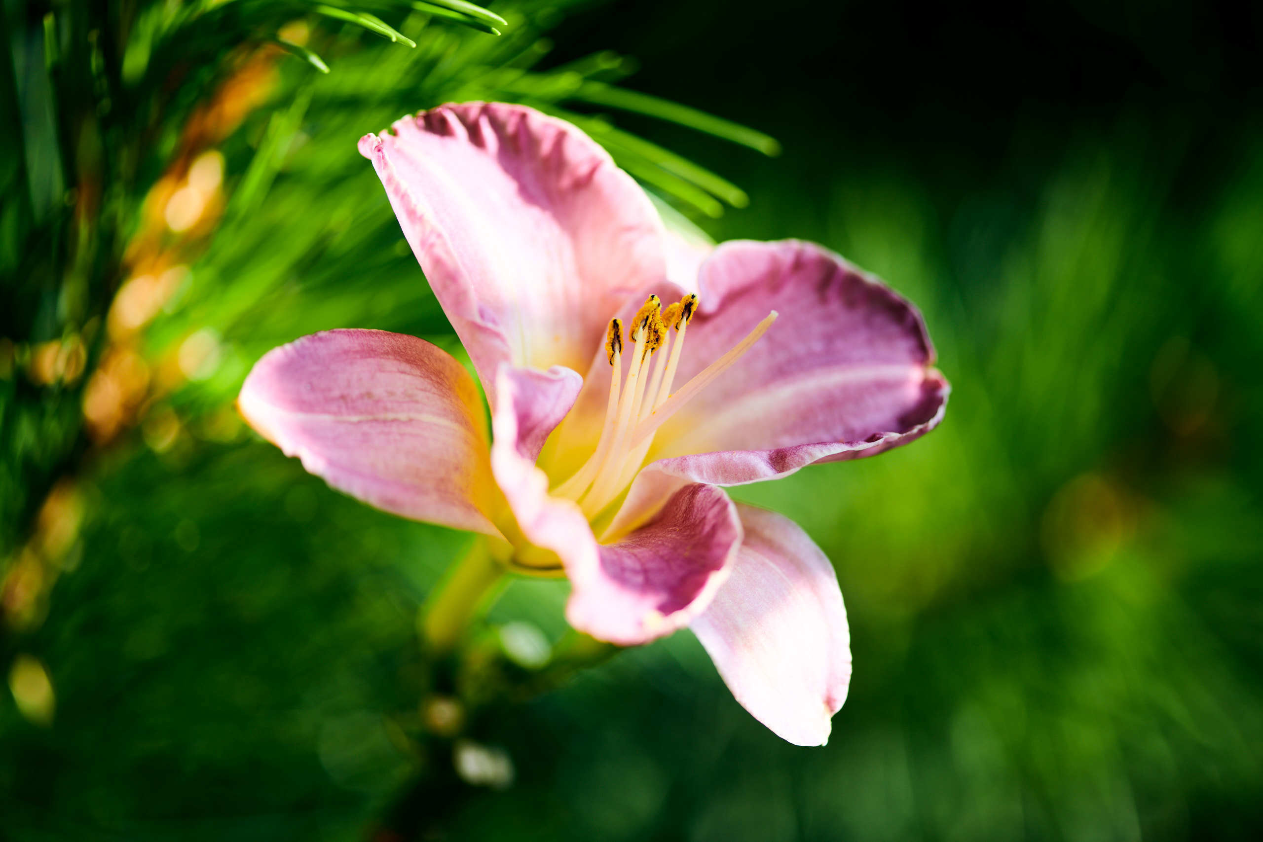 Flowers. Nature and macro photography by Elena Zhukova