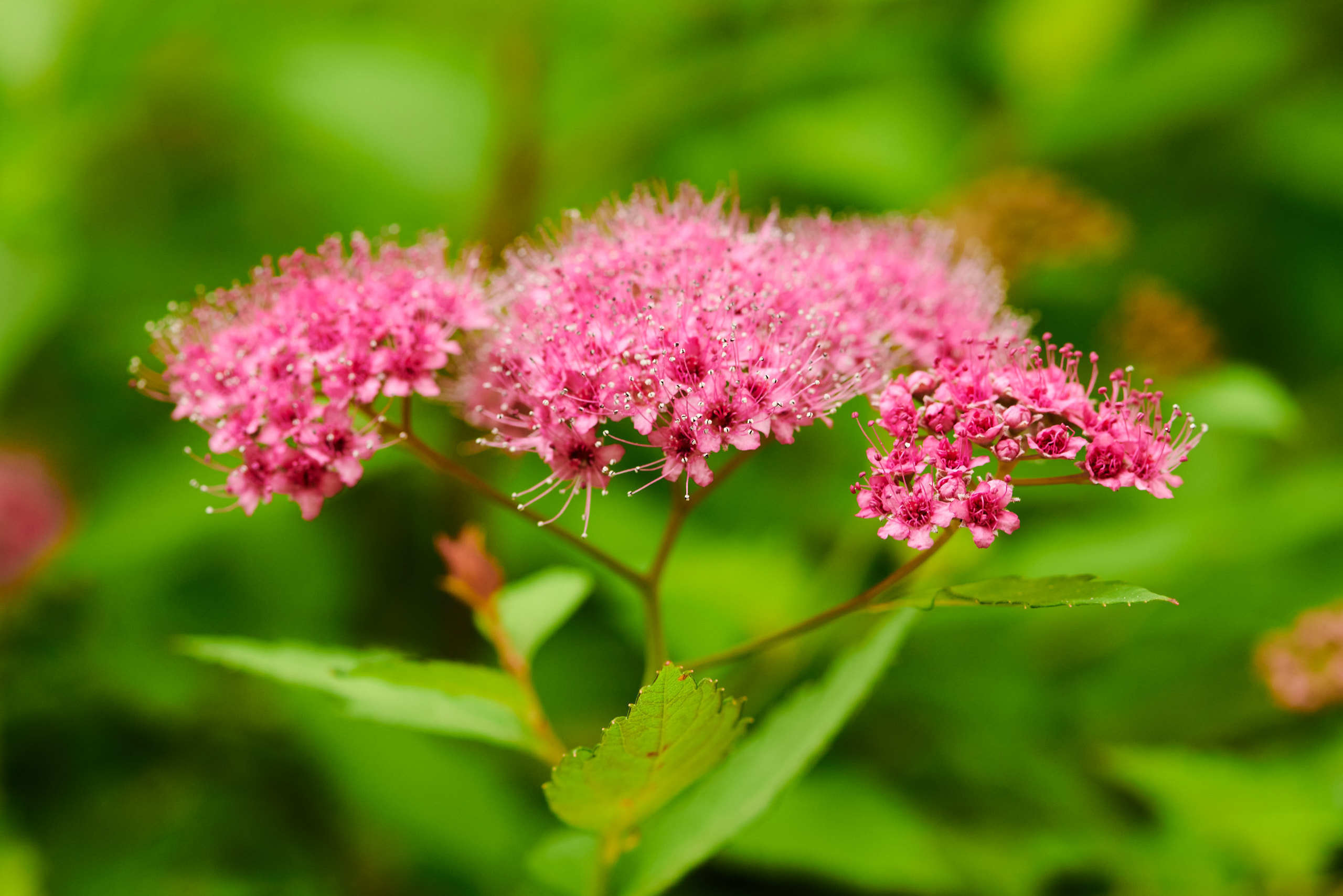 Flowers. Nature and macro photography by Elena Zhukova
