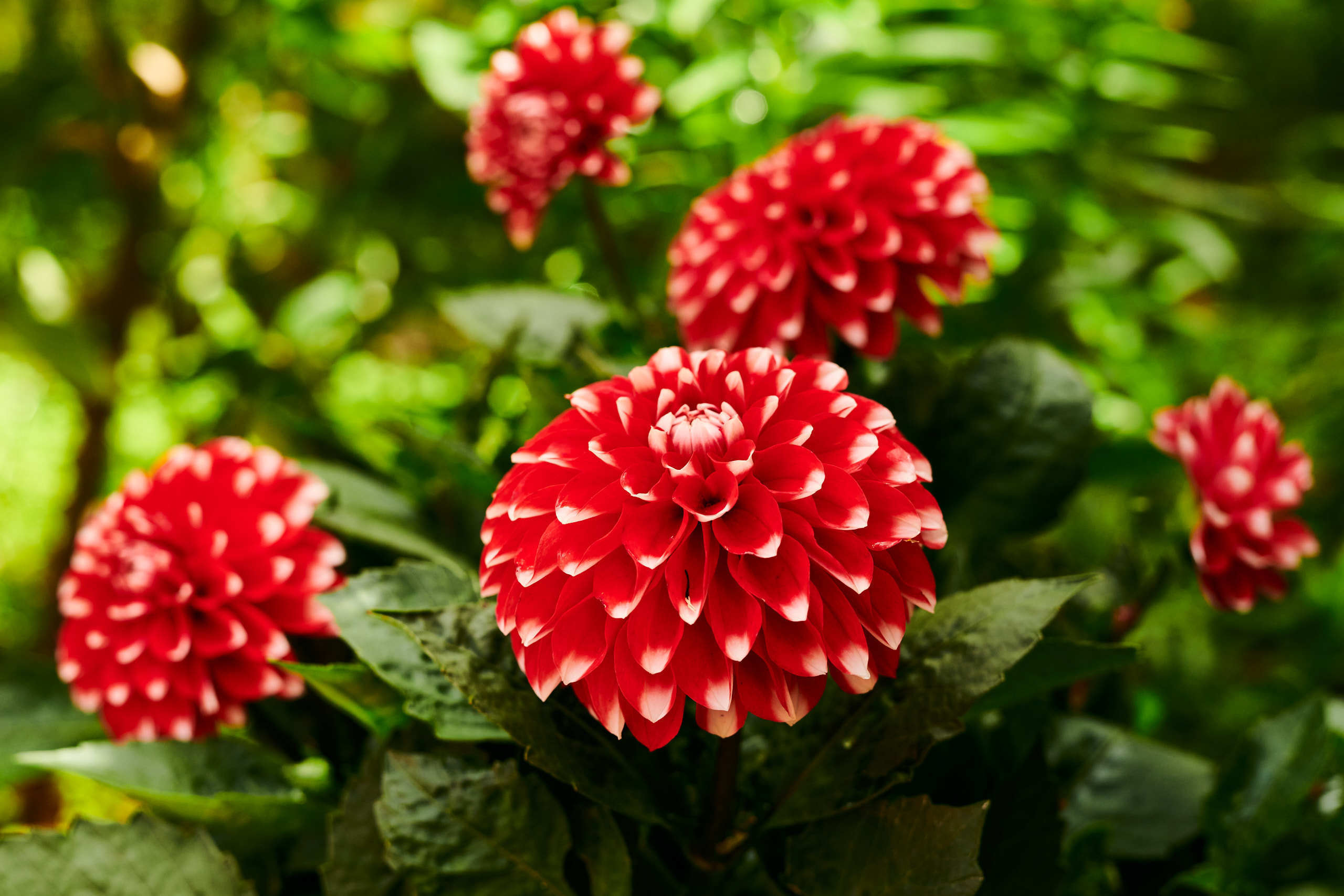 Flowers. Nature and macro photography by Elena Zhukova