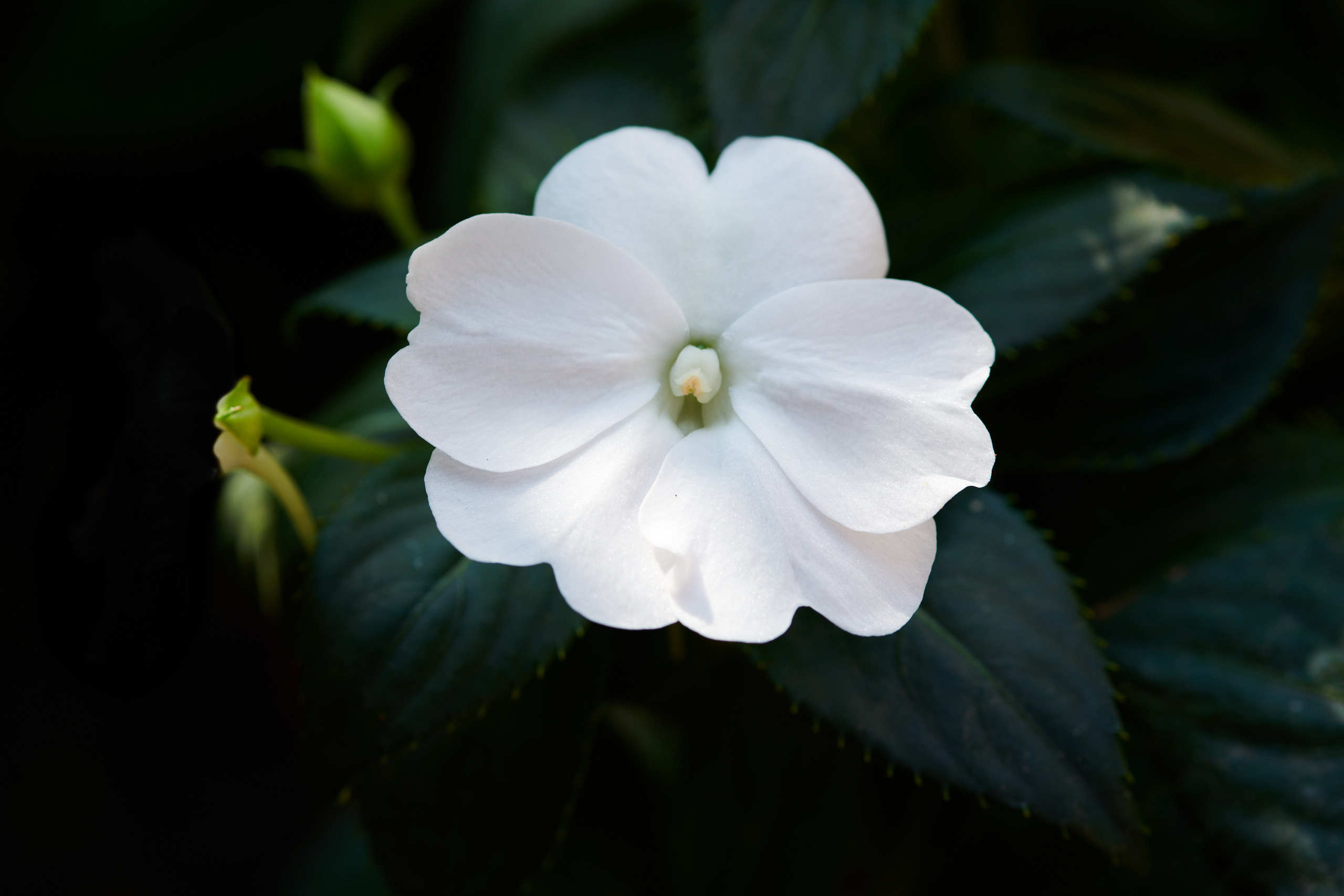 Flowers. Nature and macro photography by Elena Zhukova