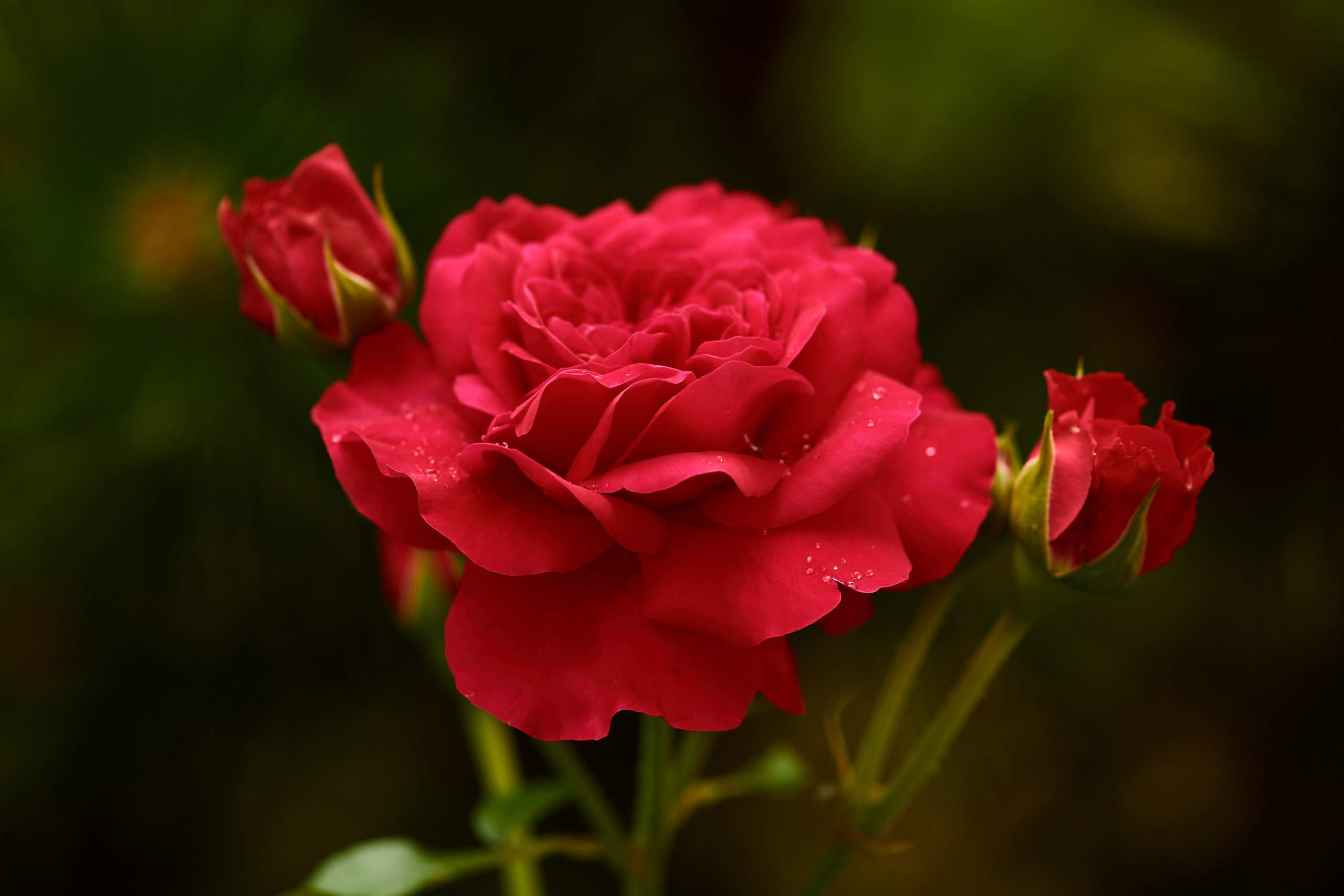 Roses. Nature and macro photography by Elena Zhukova