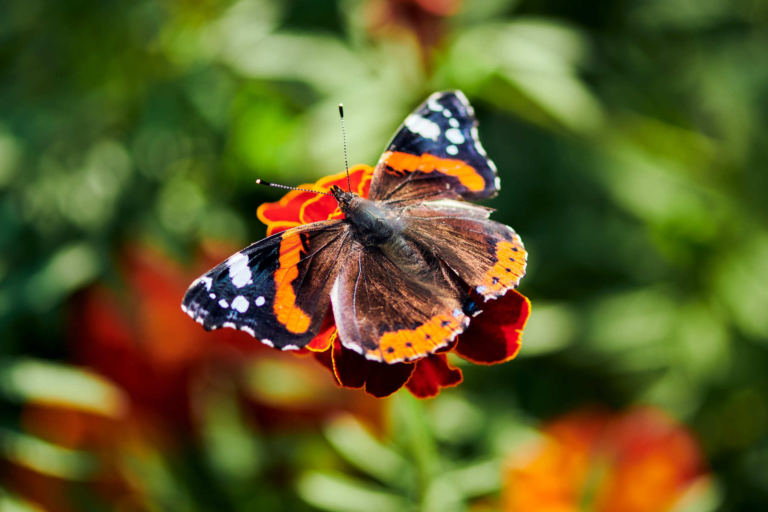 Small world. Nature and macro photography by Elena Zhukova