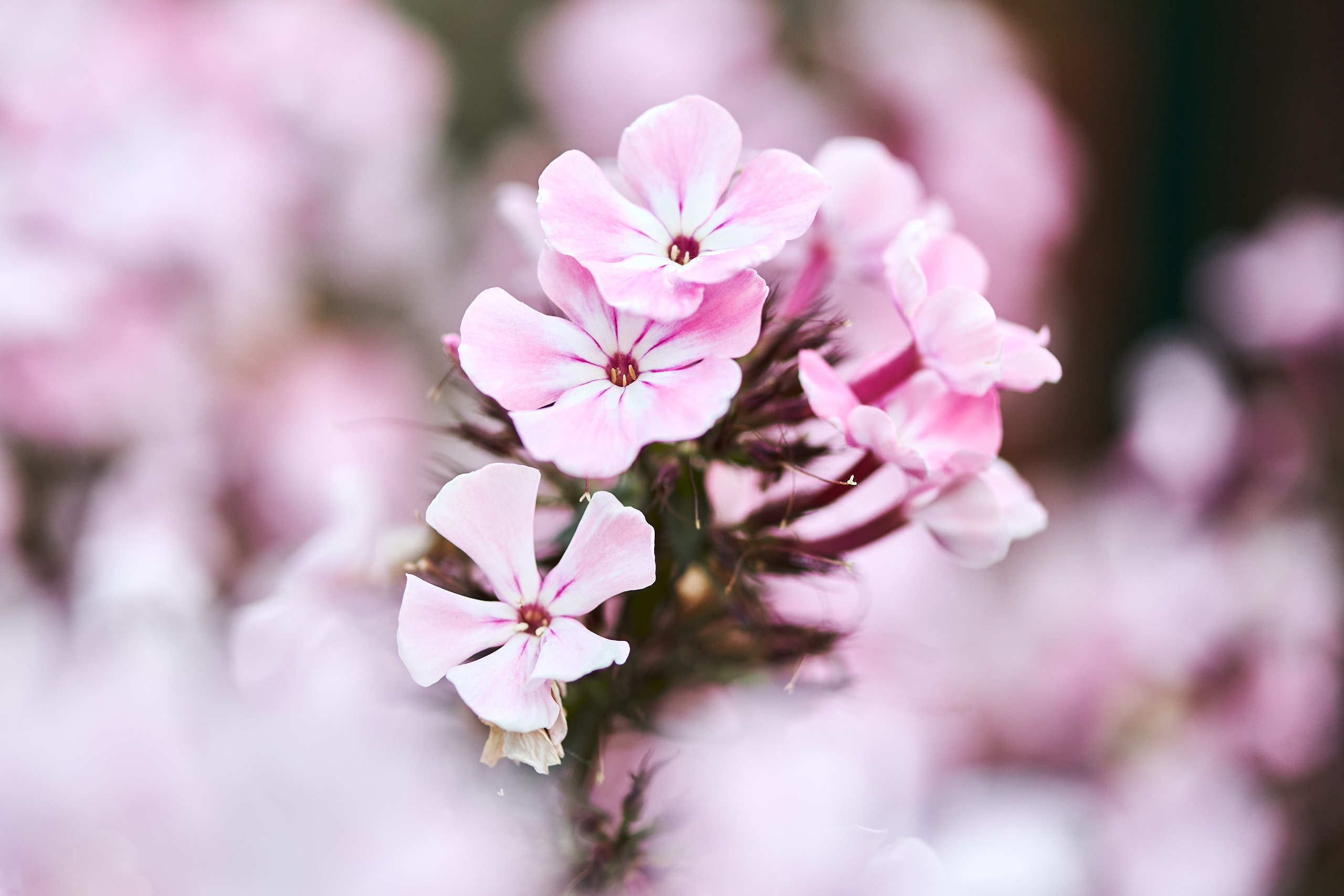 Flowers. Nature and macro photography by Elena Zhukova
