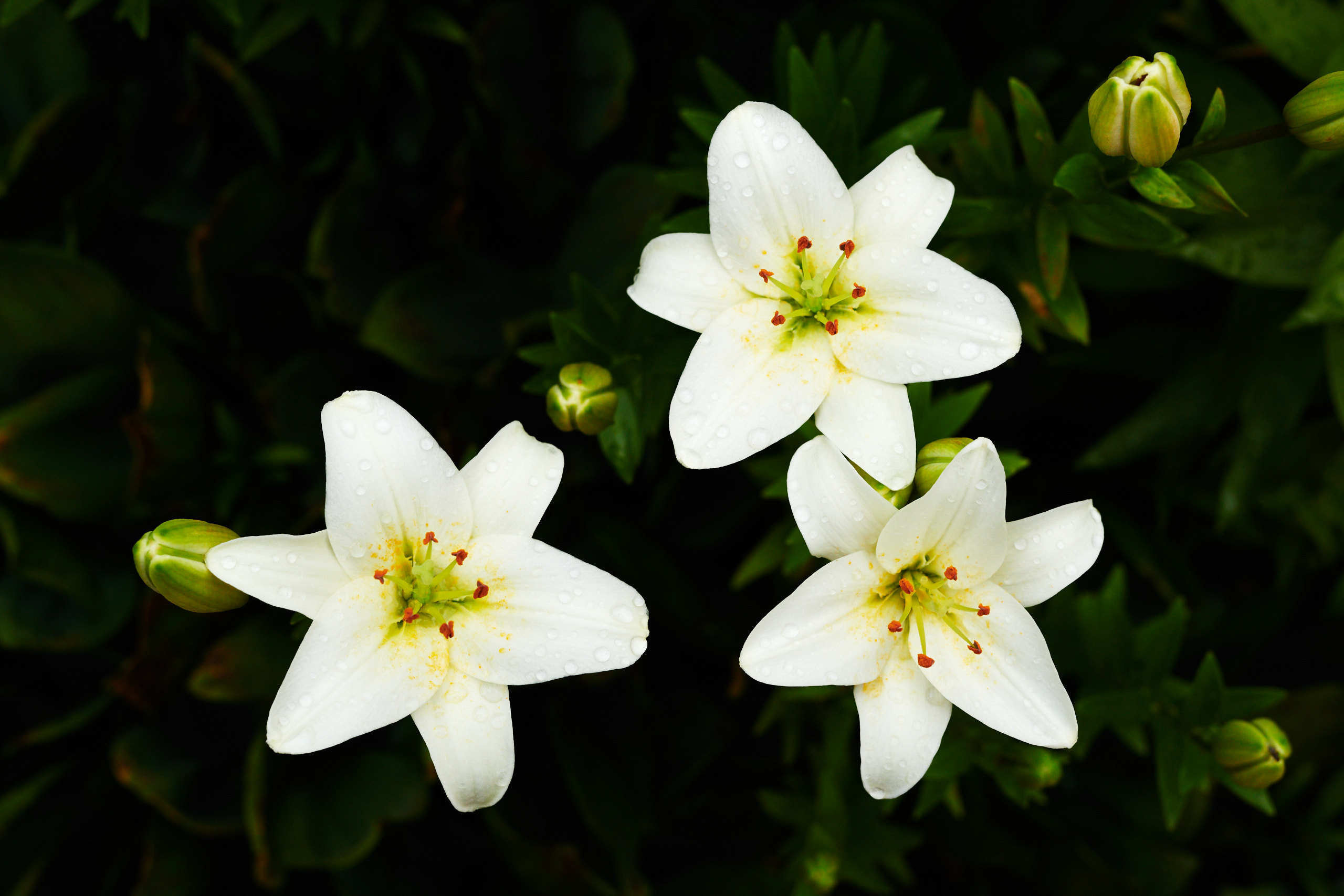 Flowers. Nature and macro photography by Elena Zhukova