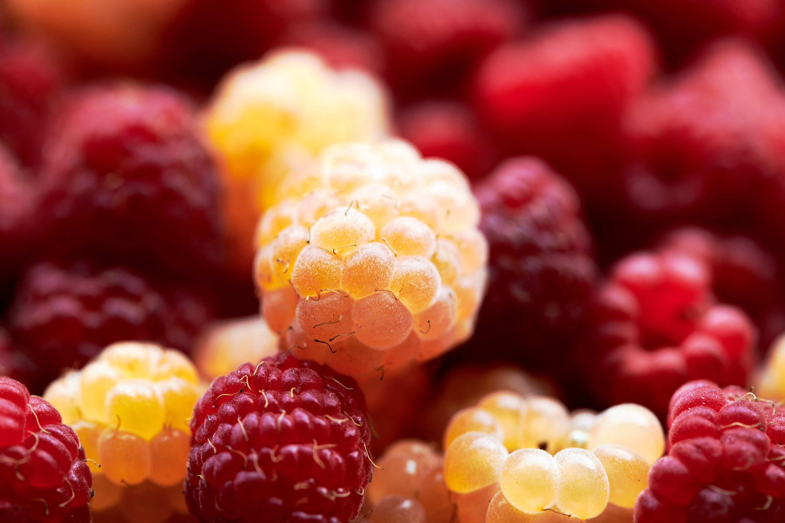 Berries. Nature and macro photography by Elena Zhukova