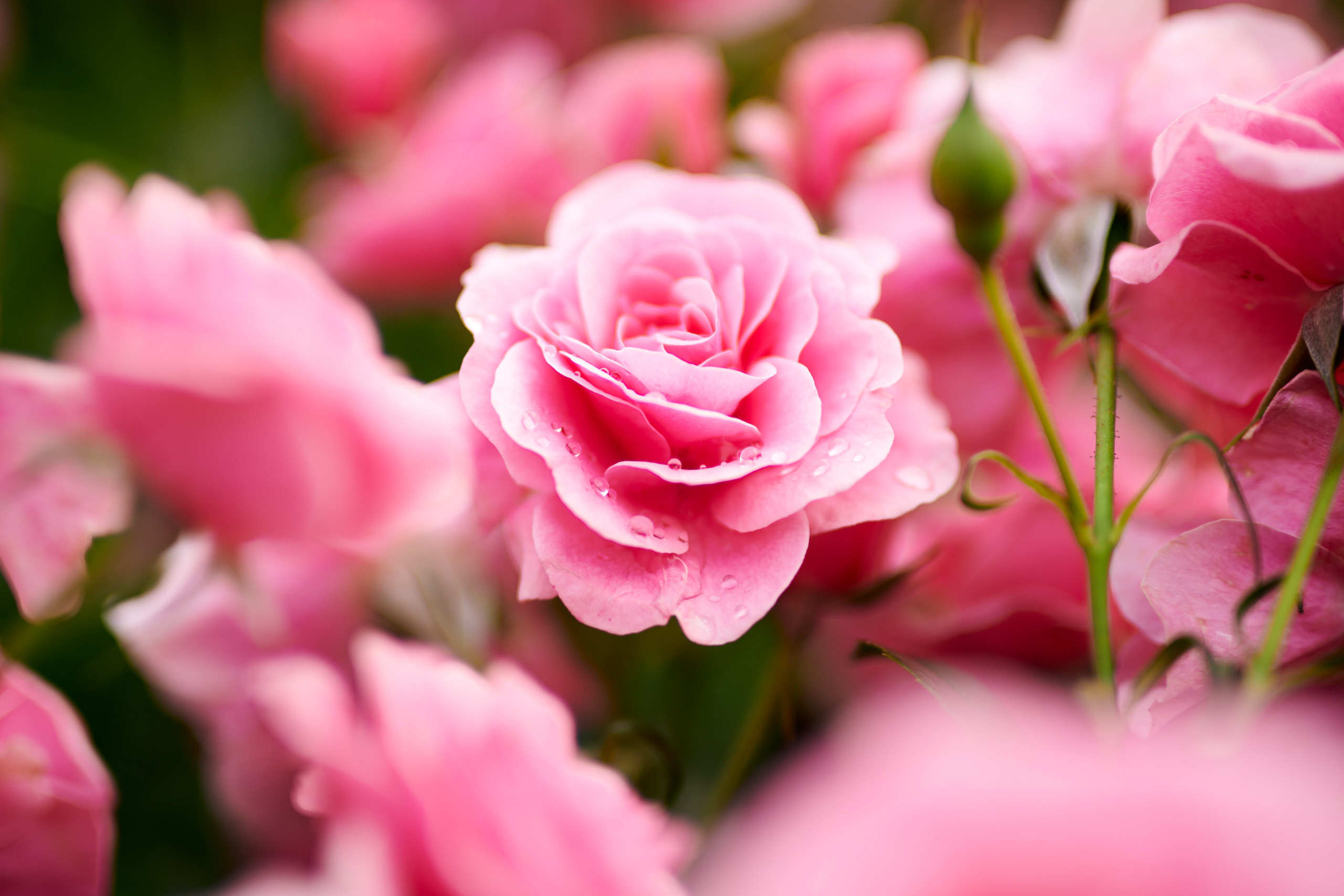 Roses. Nature and macro photography by Elena Zhukova