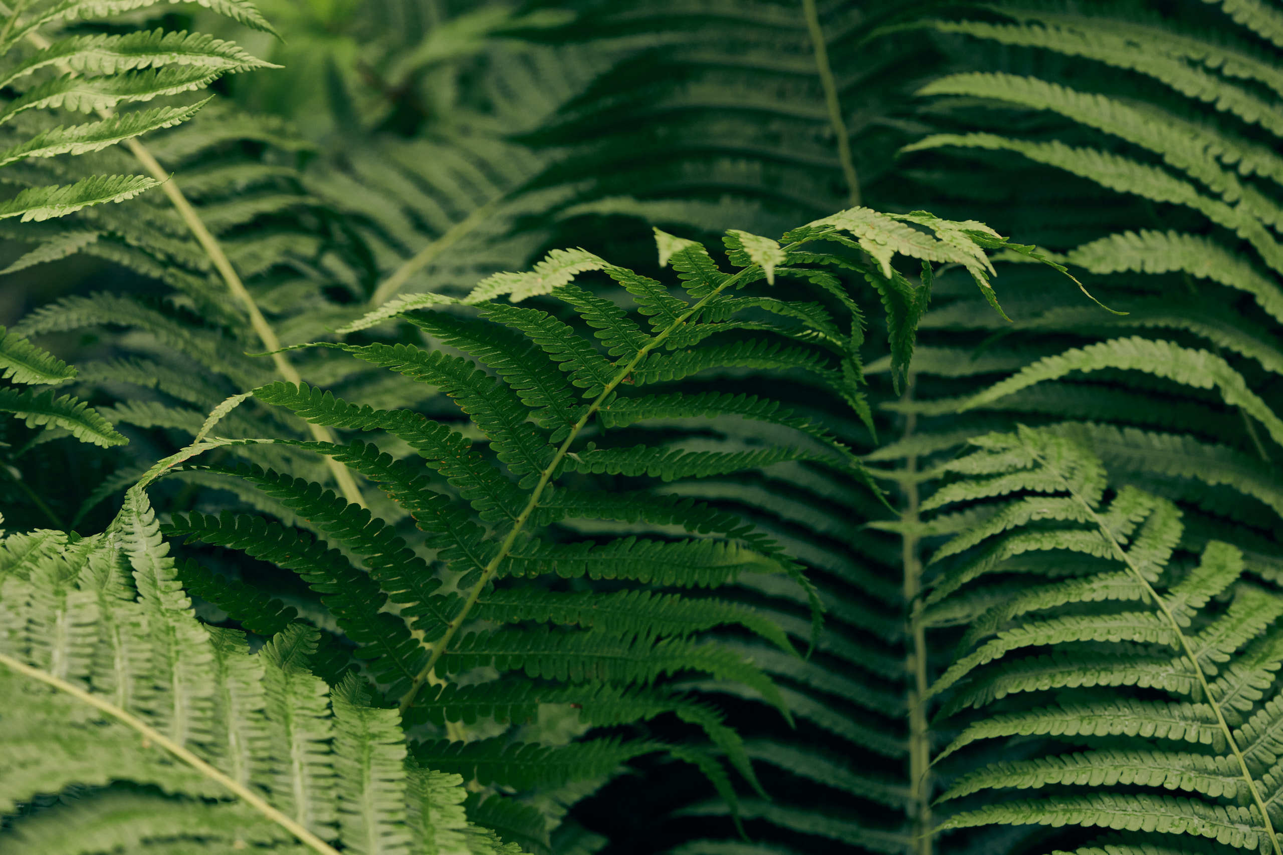 Nature and macro photography by Elena Zhukova