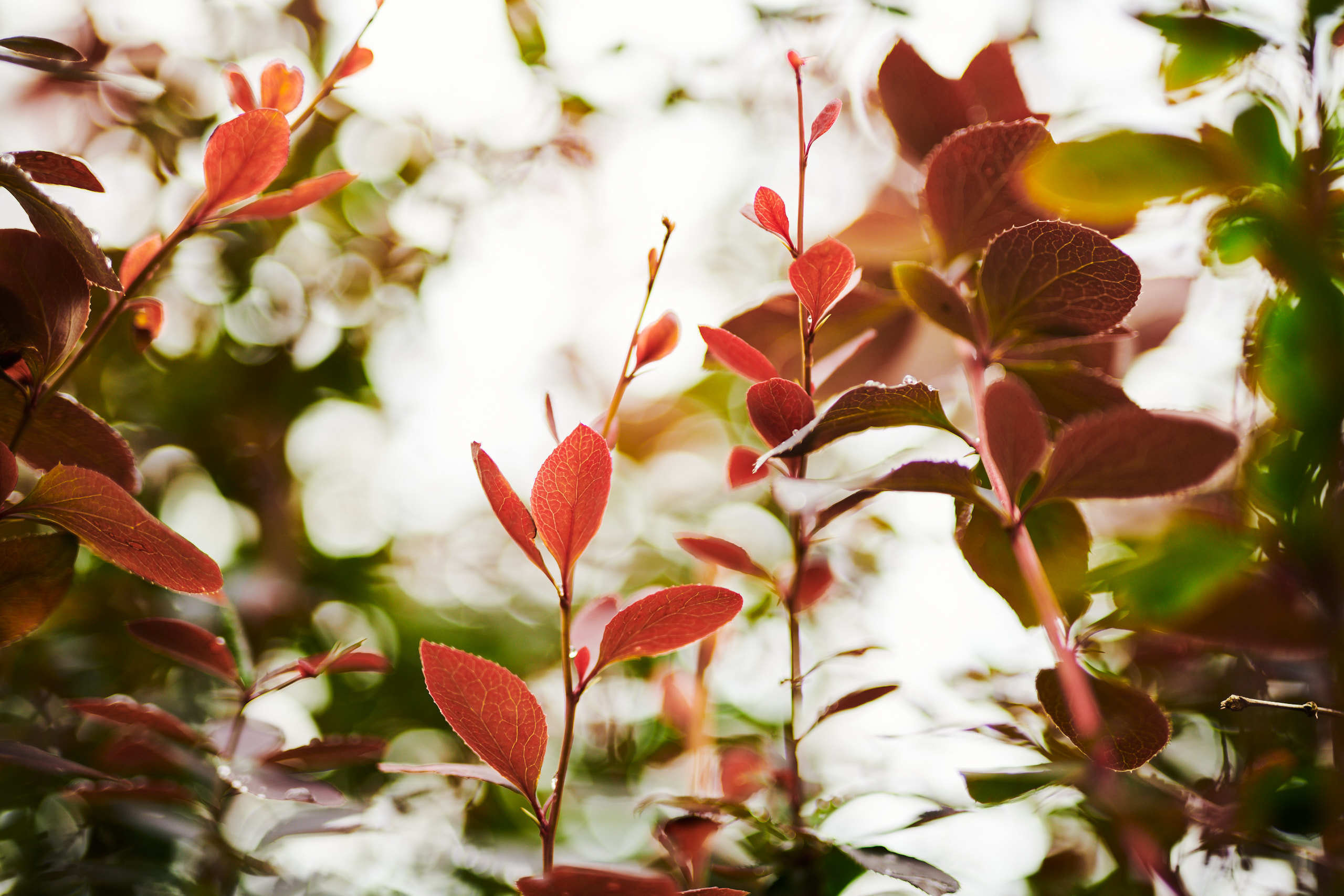 Leaves. Nature and macro photography by Elena Zhukova
