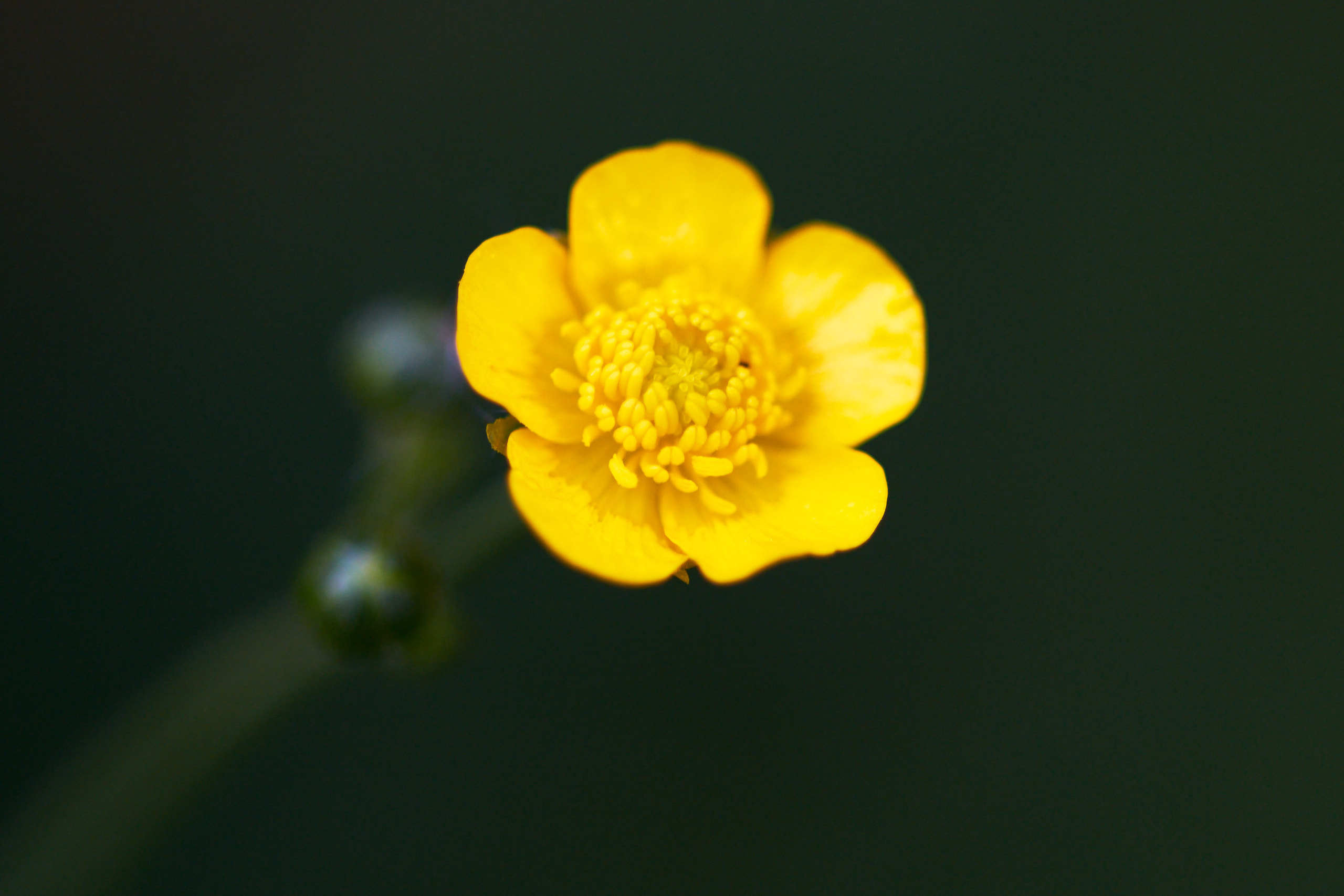 Flowers. Nature and macro photography by Elena Zhukova