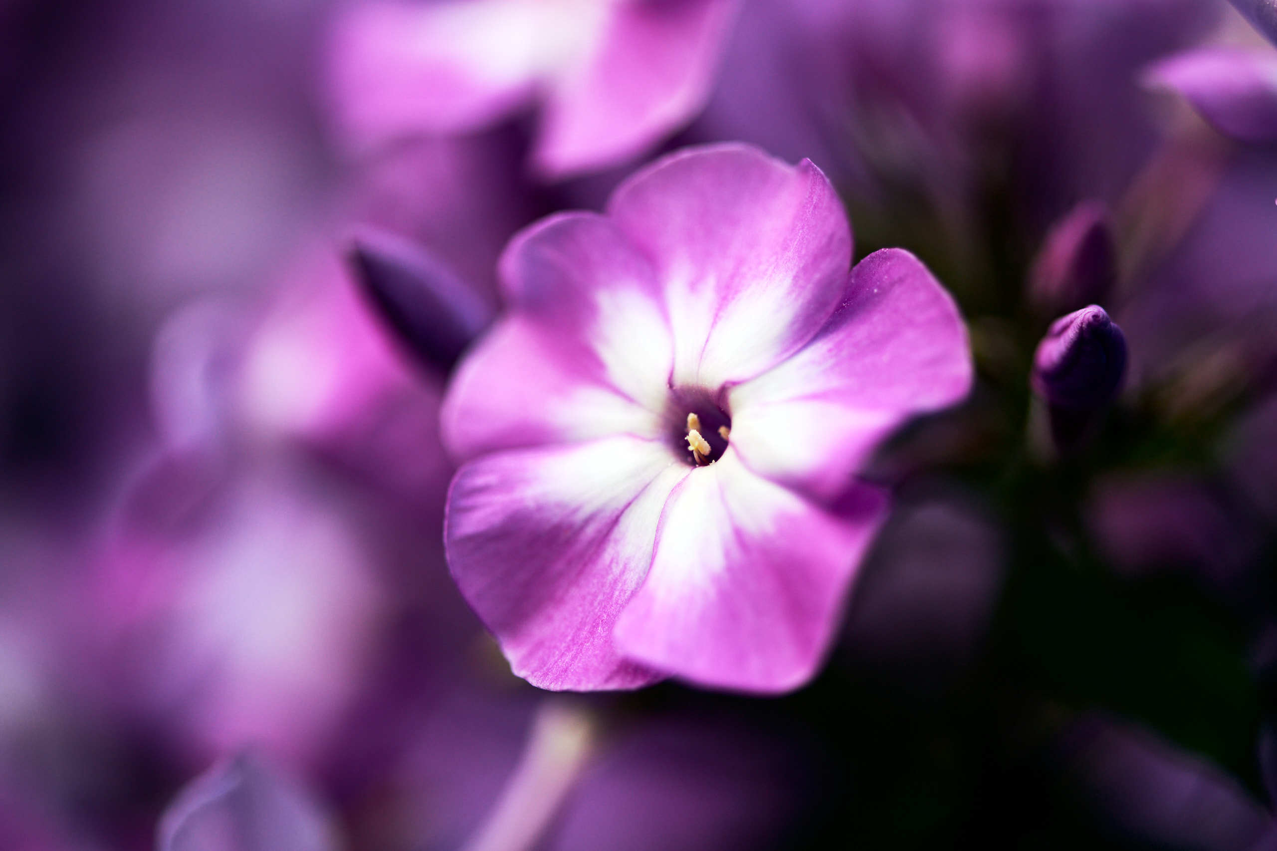 Nature and macro photography by Elena Zhukova