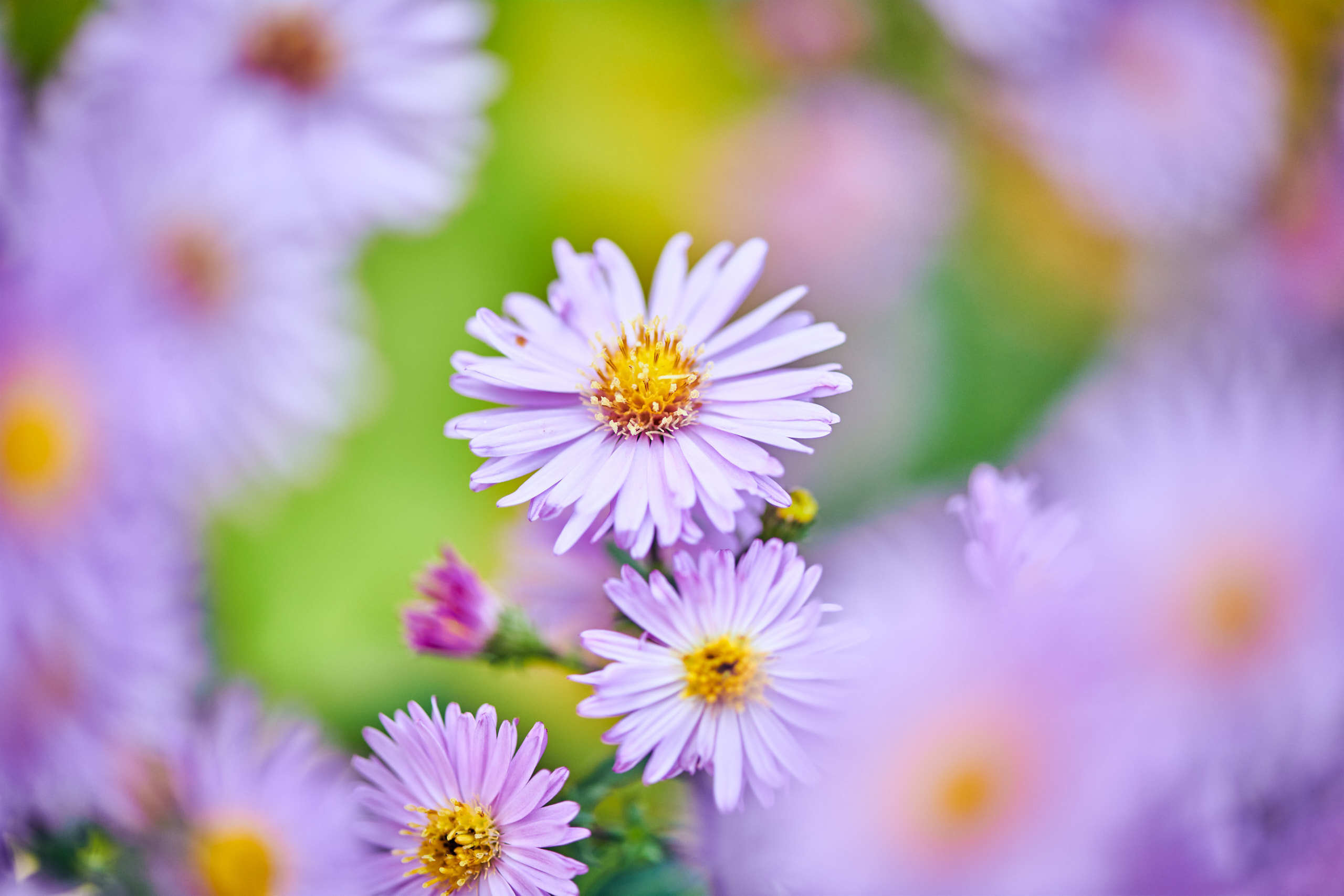 Flowers. Nature and macro photography by Elena Zhukova
