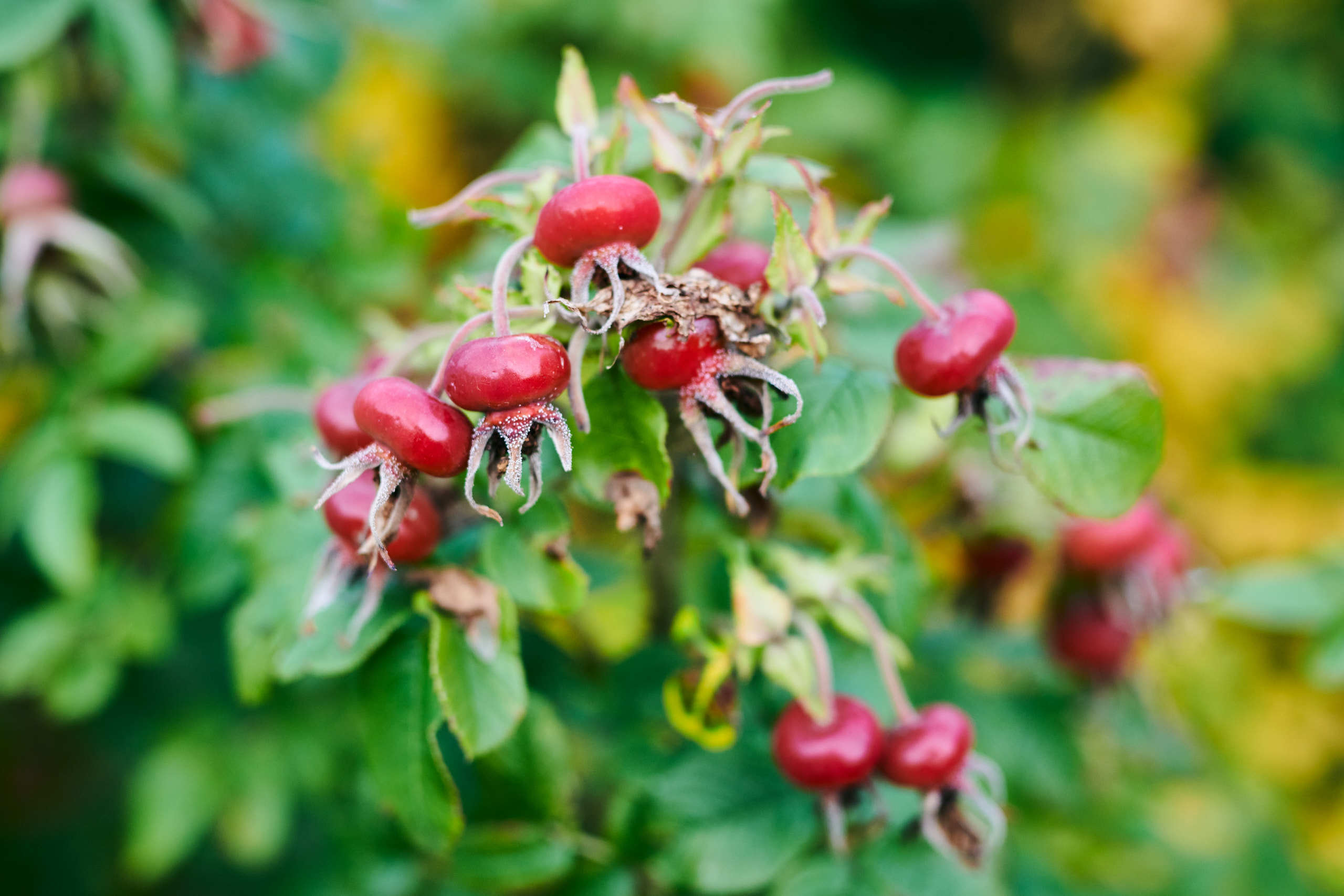 Berries. Nature and macro photography by Elena Zhukova