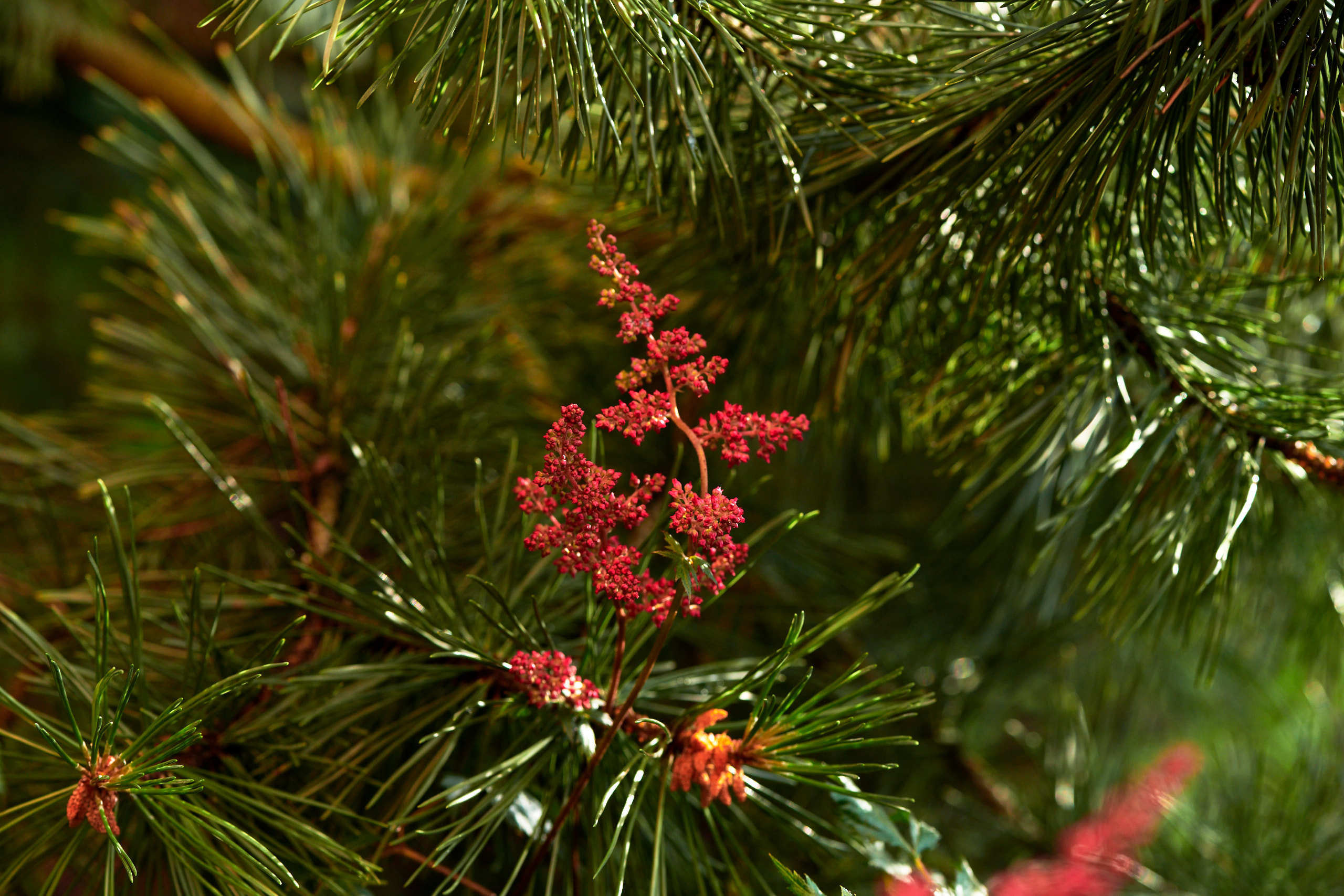 Flowers. Nature and macro photography by Elena Zhukova