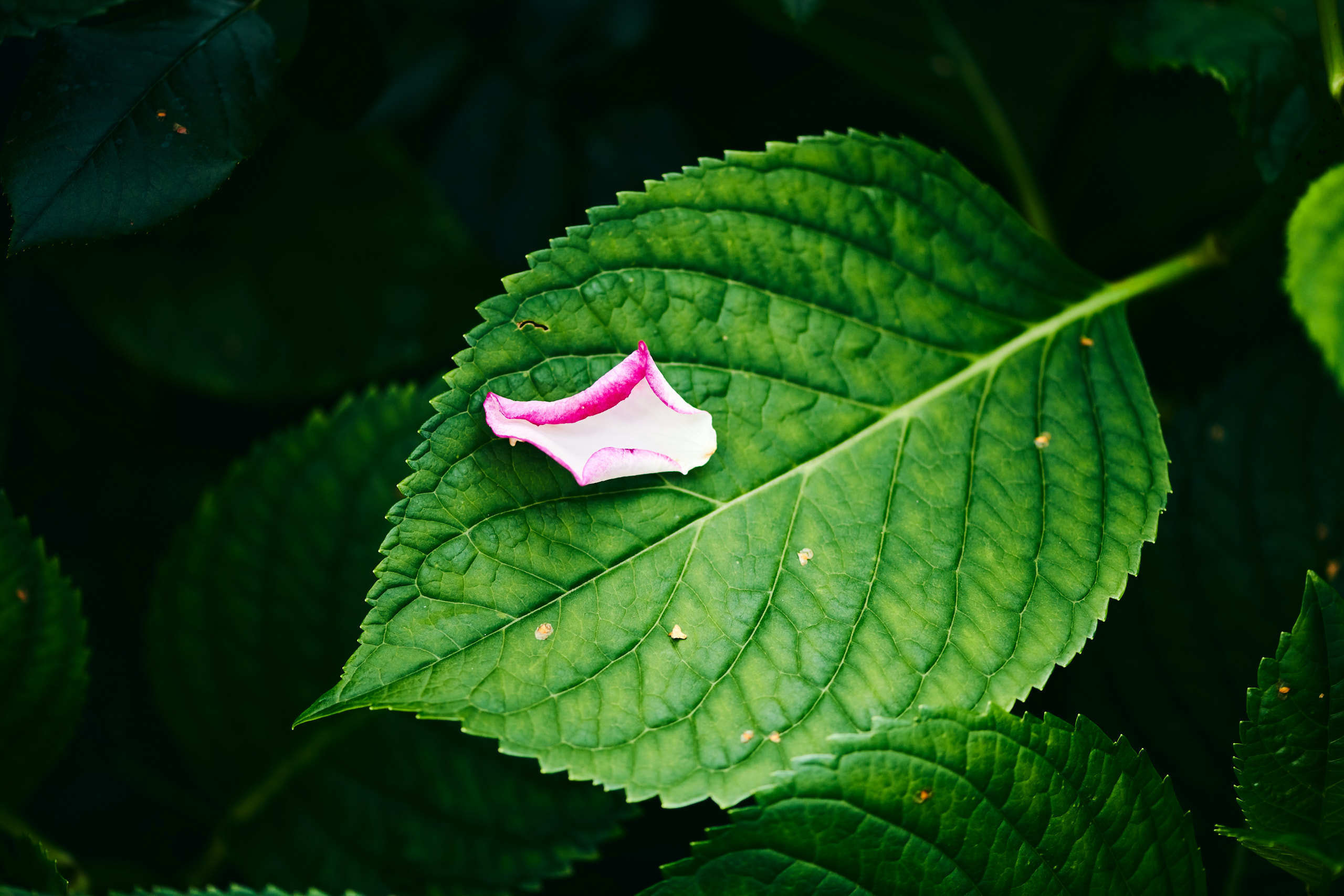 Leaves. Nature and macro photography by Elena Zhukova
