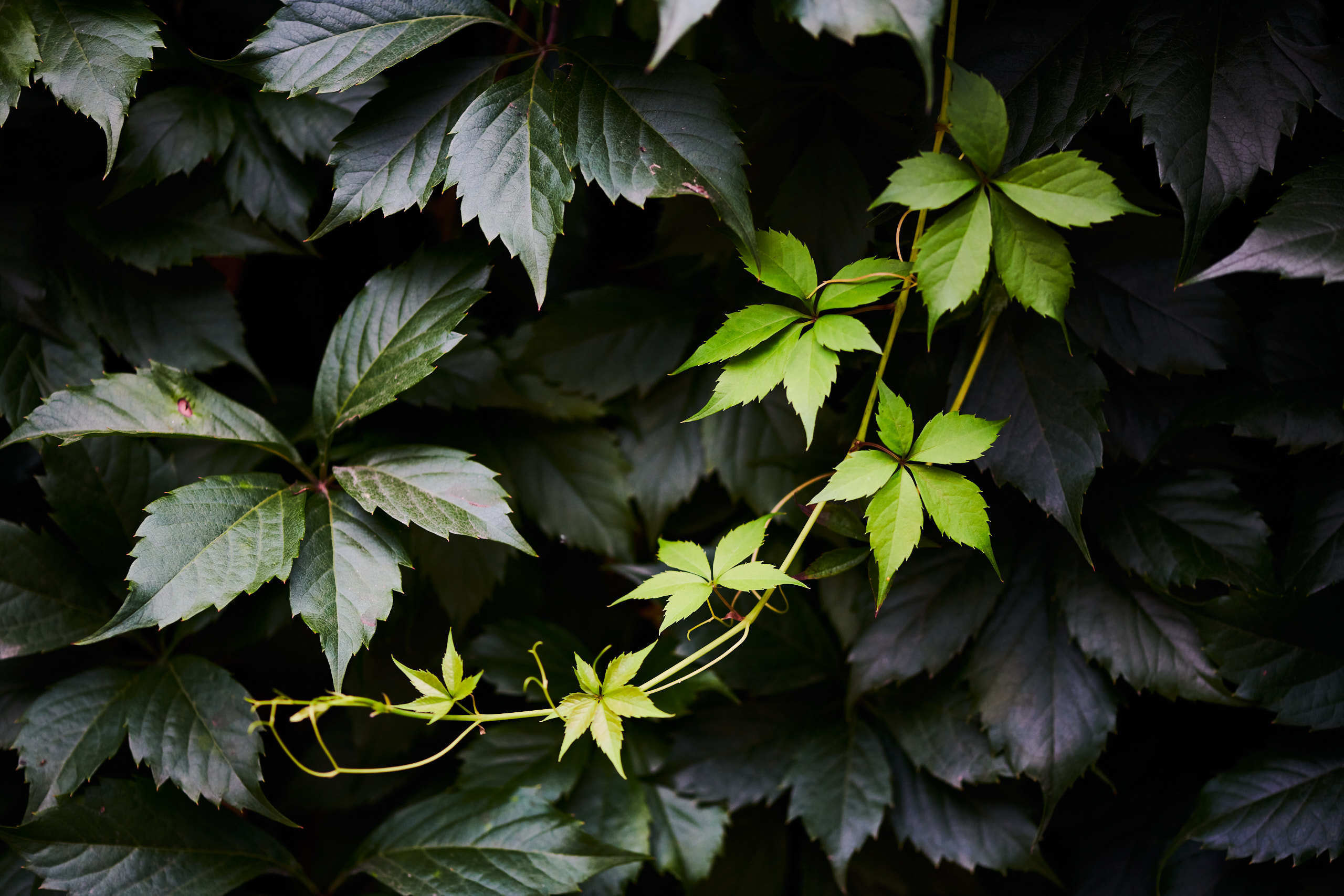 Leaves. Nature and macro photography by Elena Zhukova