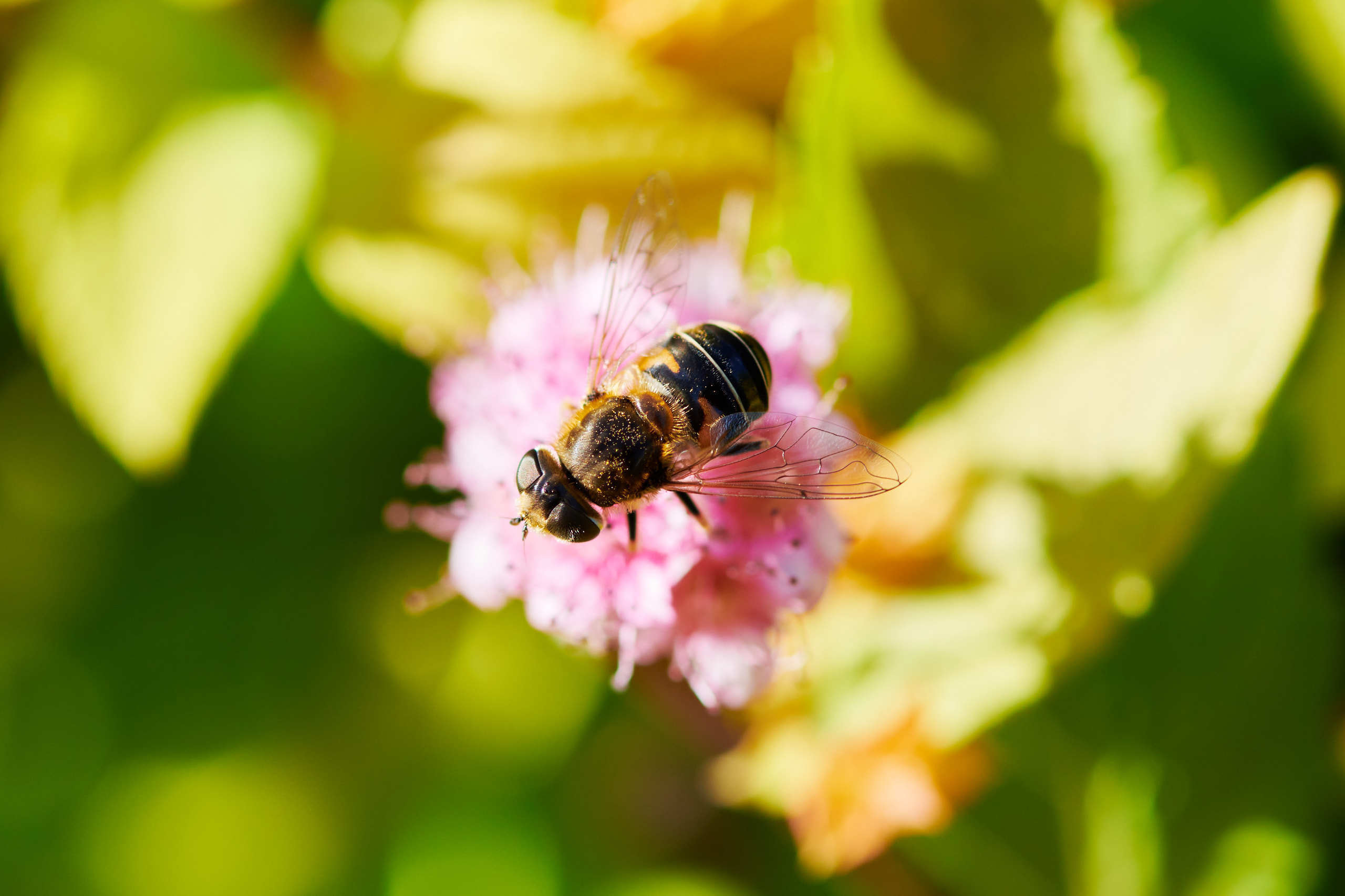 Small world. Nature and macro photography by Elena Zhukova
