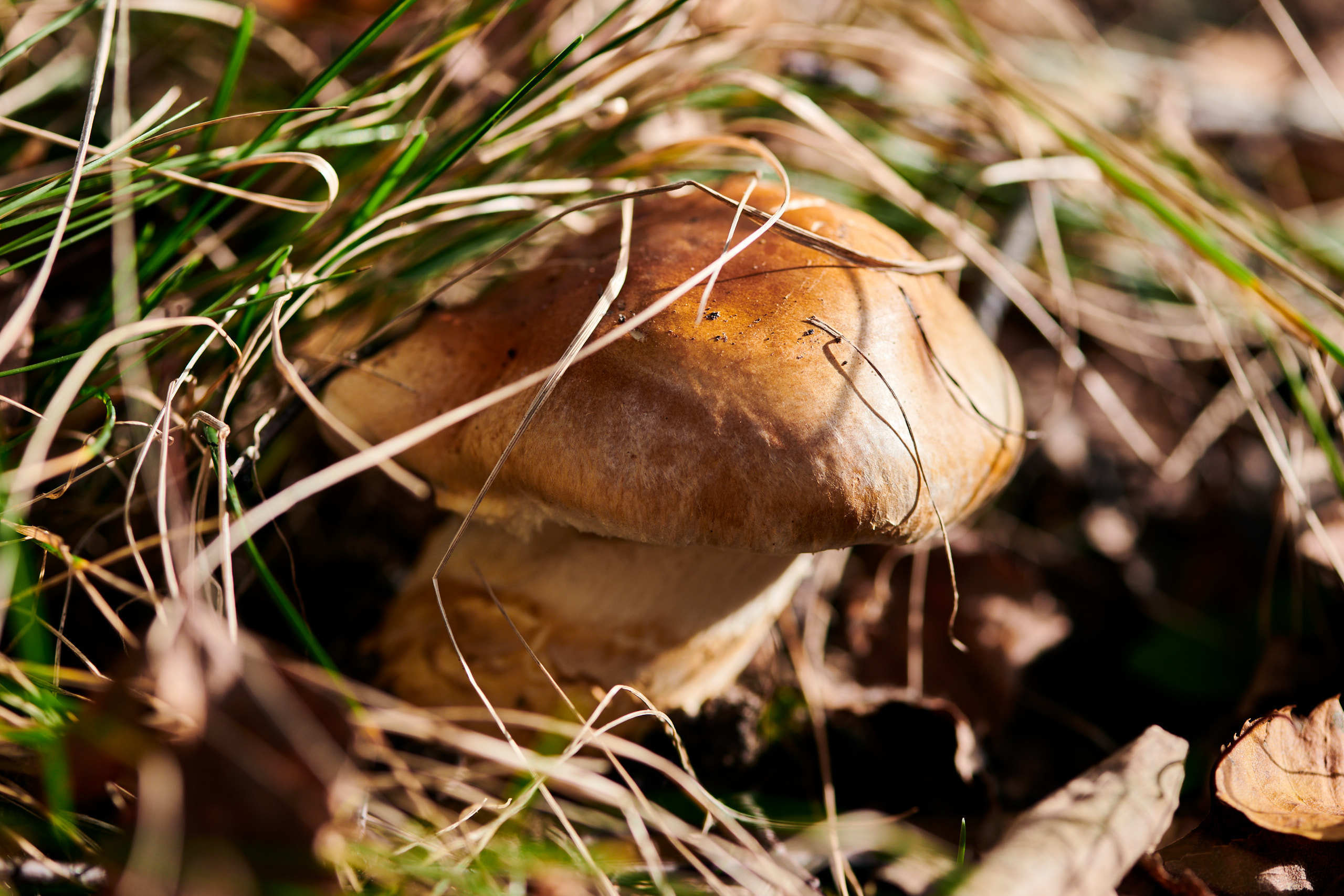 Harvest. Nature and macro photography by Elena Zhukova