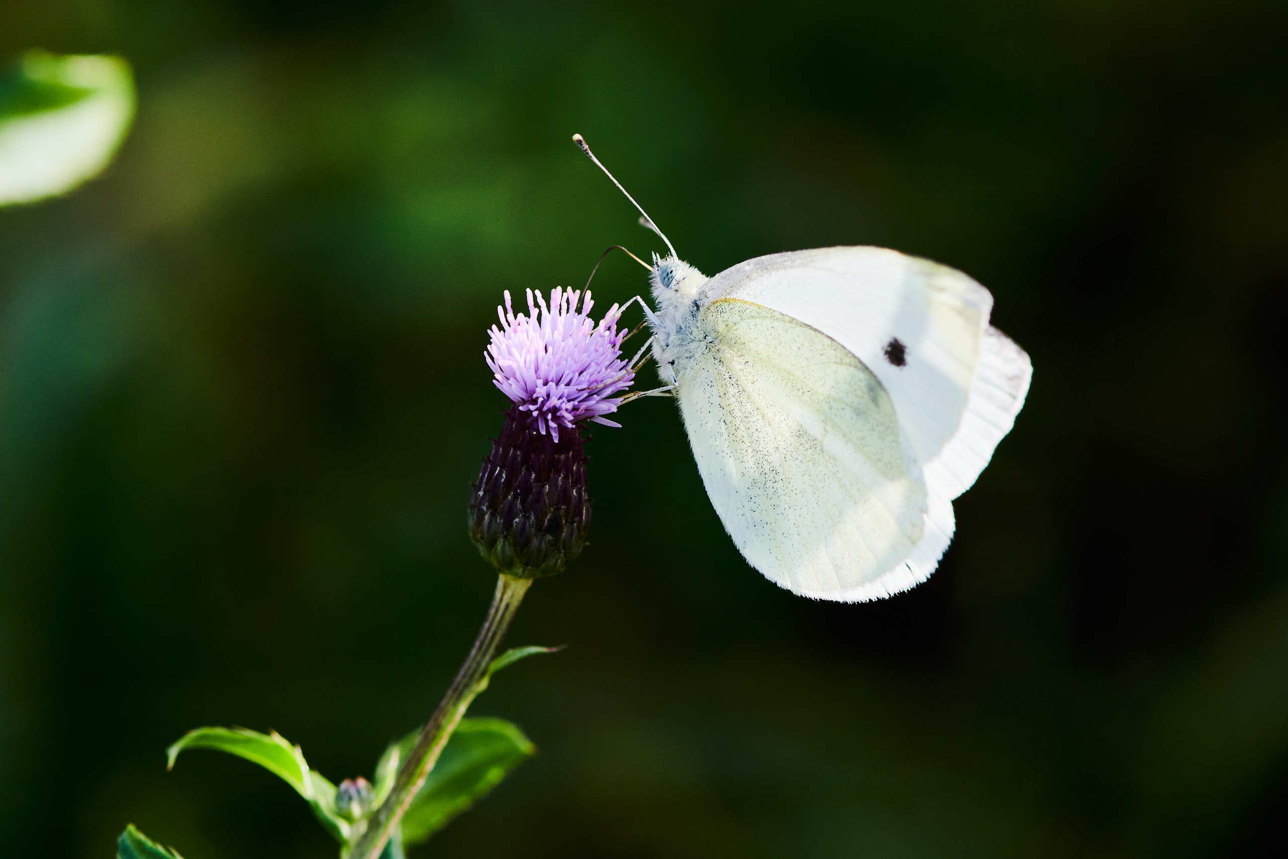 Small world. Nature and macro photography by Elena Zhukova