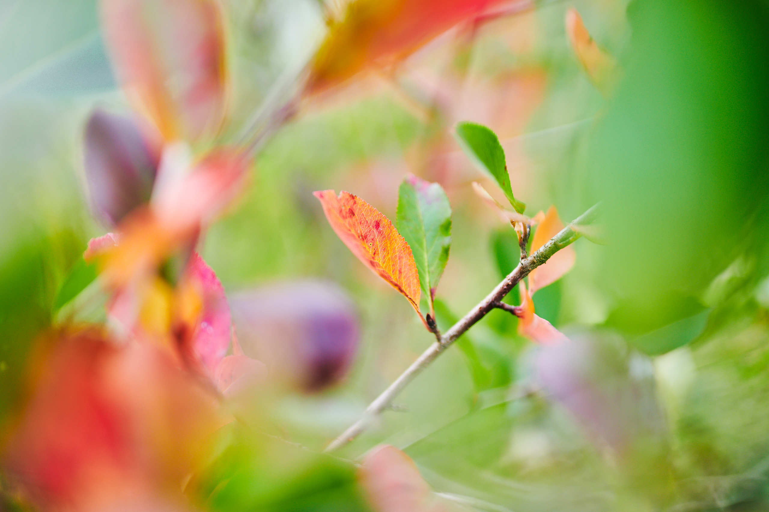 Leaves. Nature and macro photography by Elena Zhukova