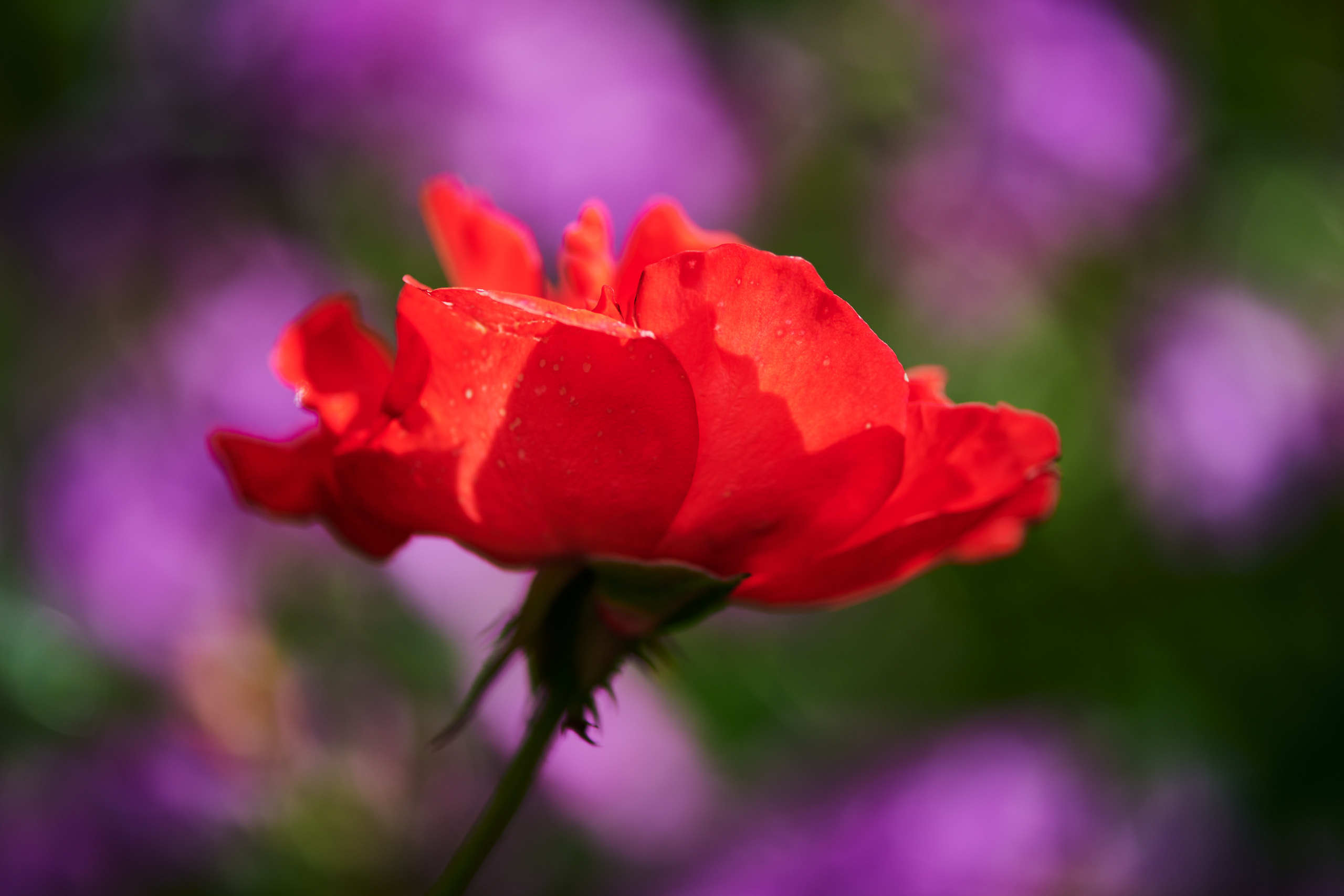 Roses. Nature and macro photography by Elena Zhukova
