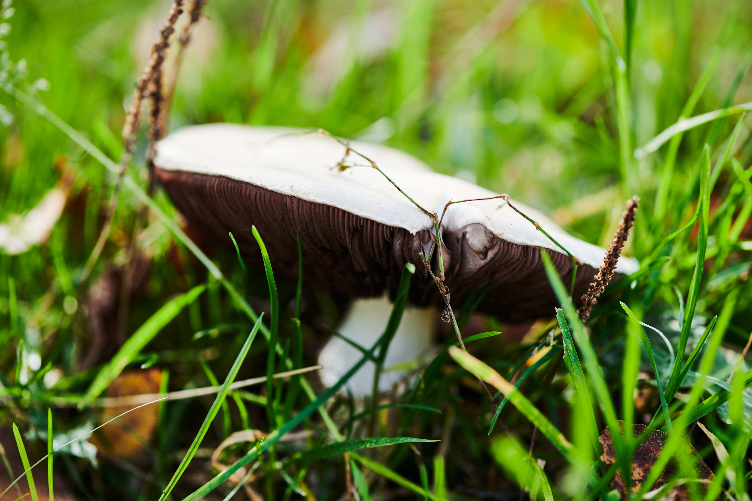 Harvest. Nature and macro photography by Elena Zhukova
