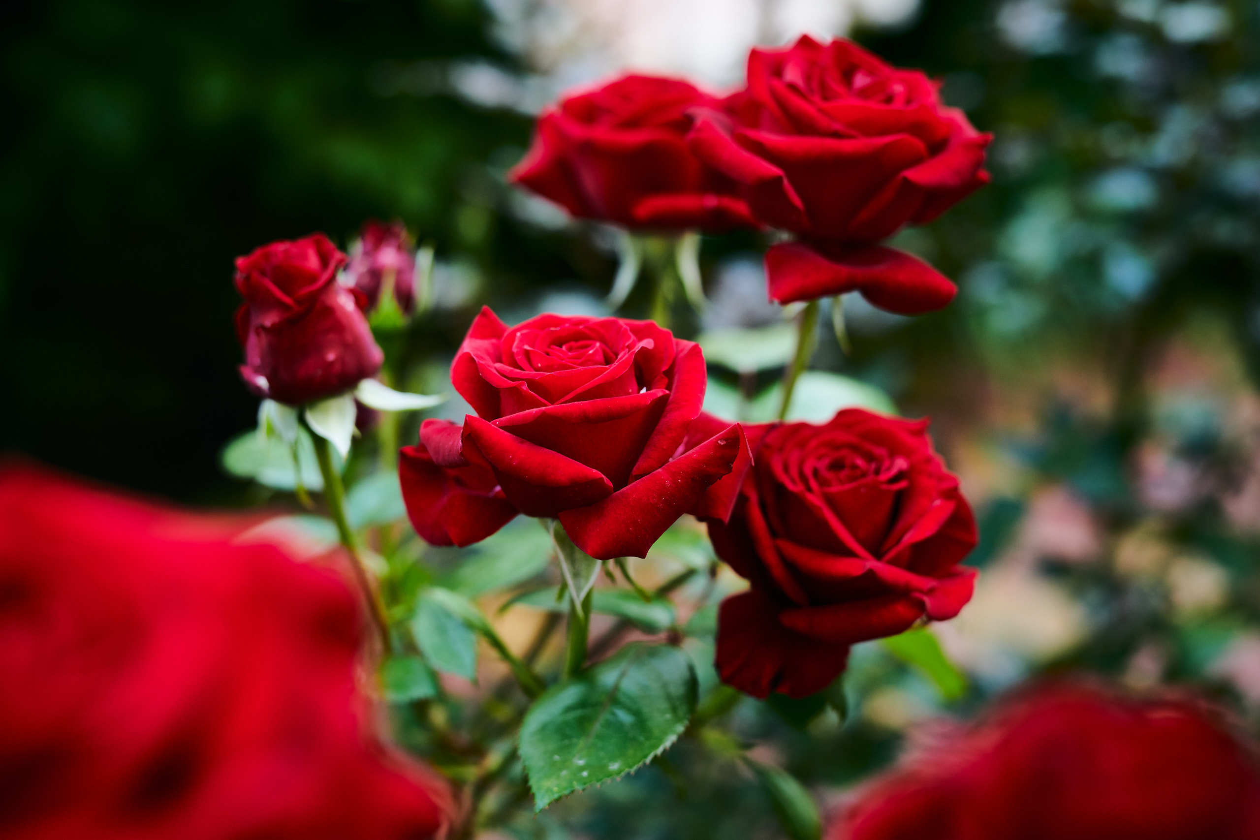 Roses. Nature and macro photography by Elena Zhukova