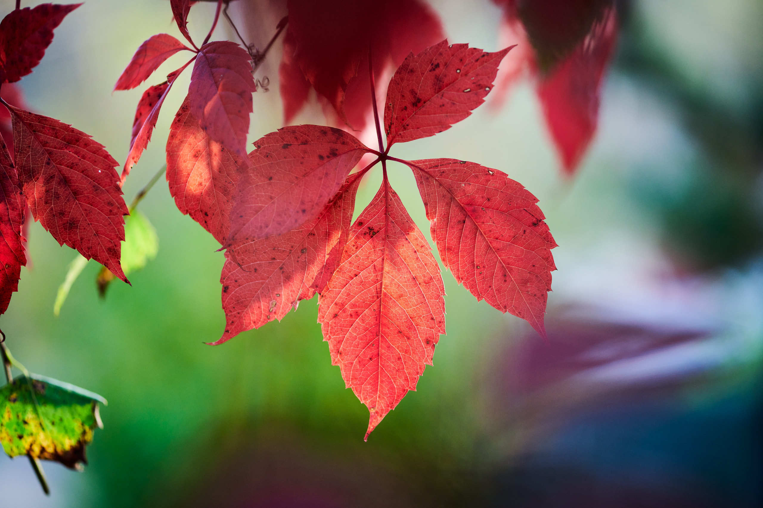 Leaves. Nature and macro photography by Elena Zhukova