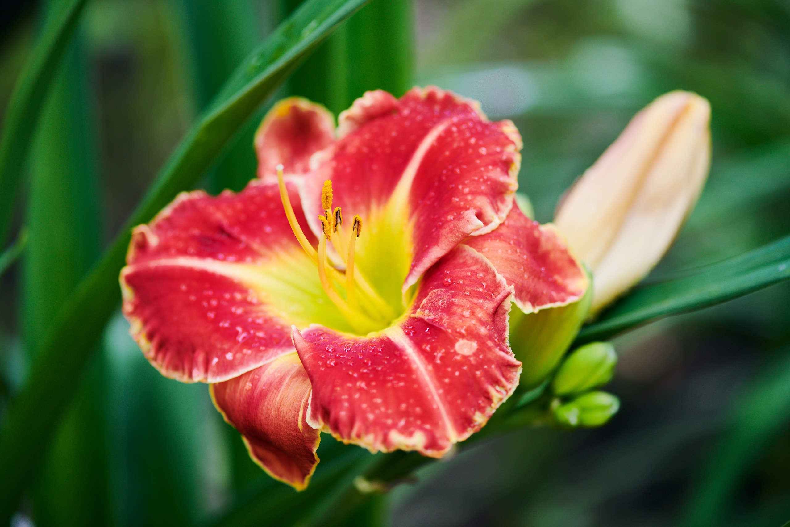 Flowers. Nature and macro photography by Elena Zhukova