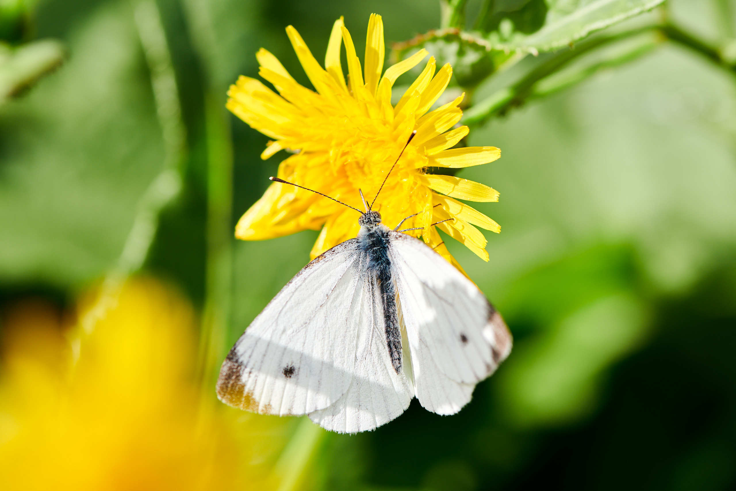 Small world. Nature and macro photography by Elena Zhukova
