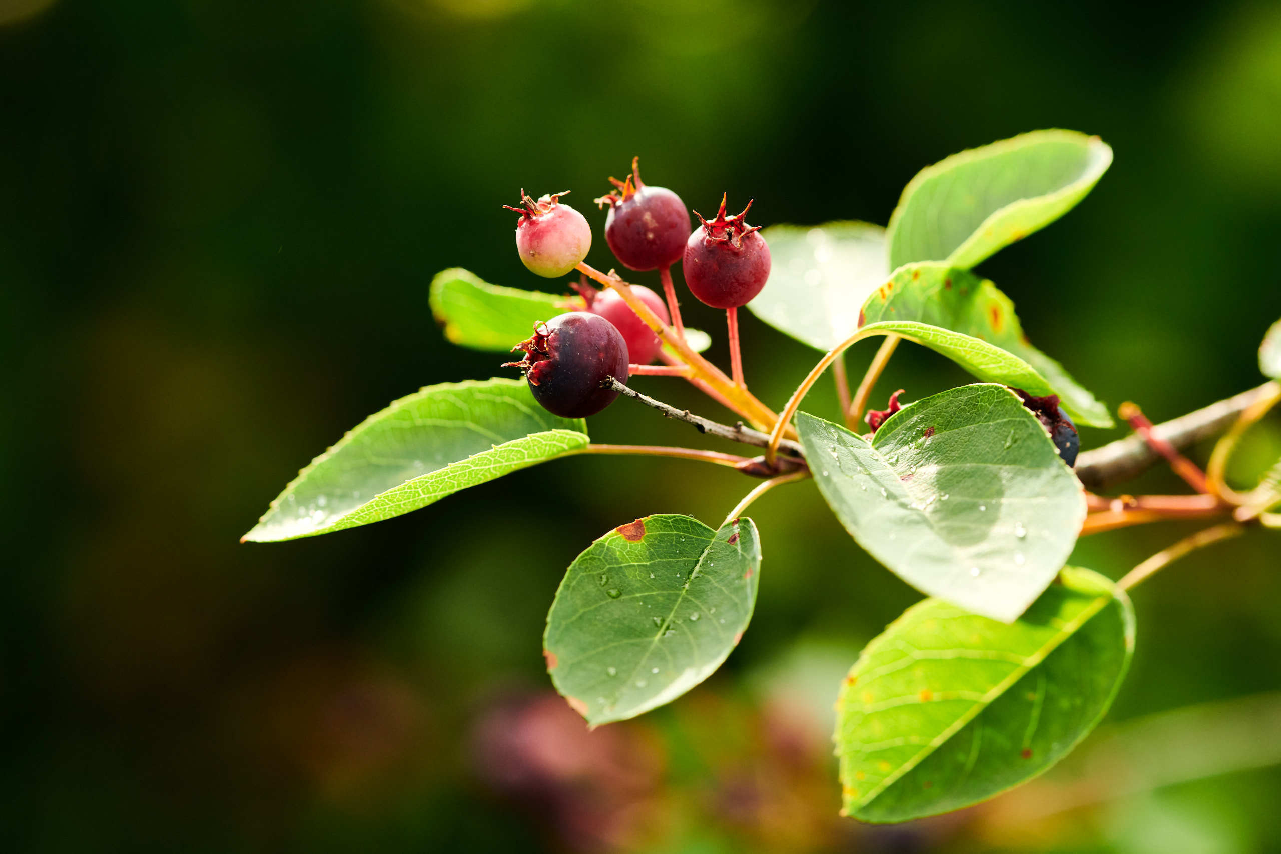 Berries. Nature and macro photography by Elena Zhukova