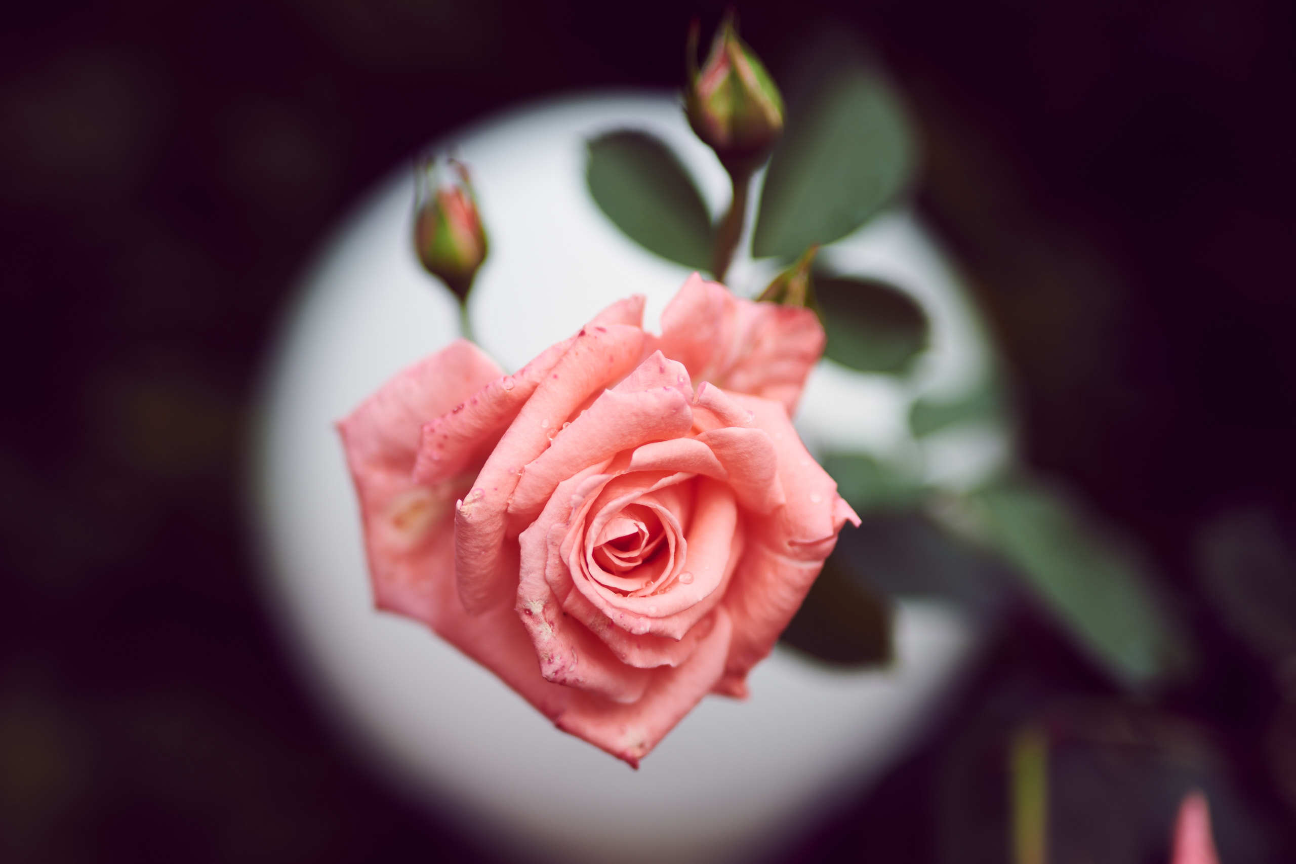 Roses. Nature and macro photography by Elena Zhukova