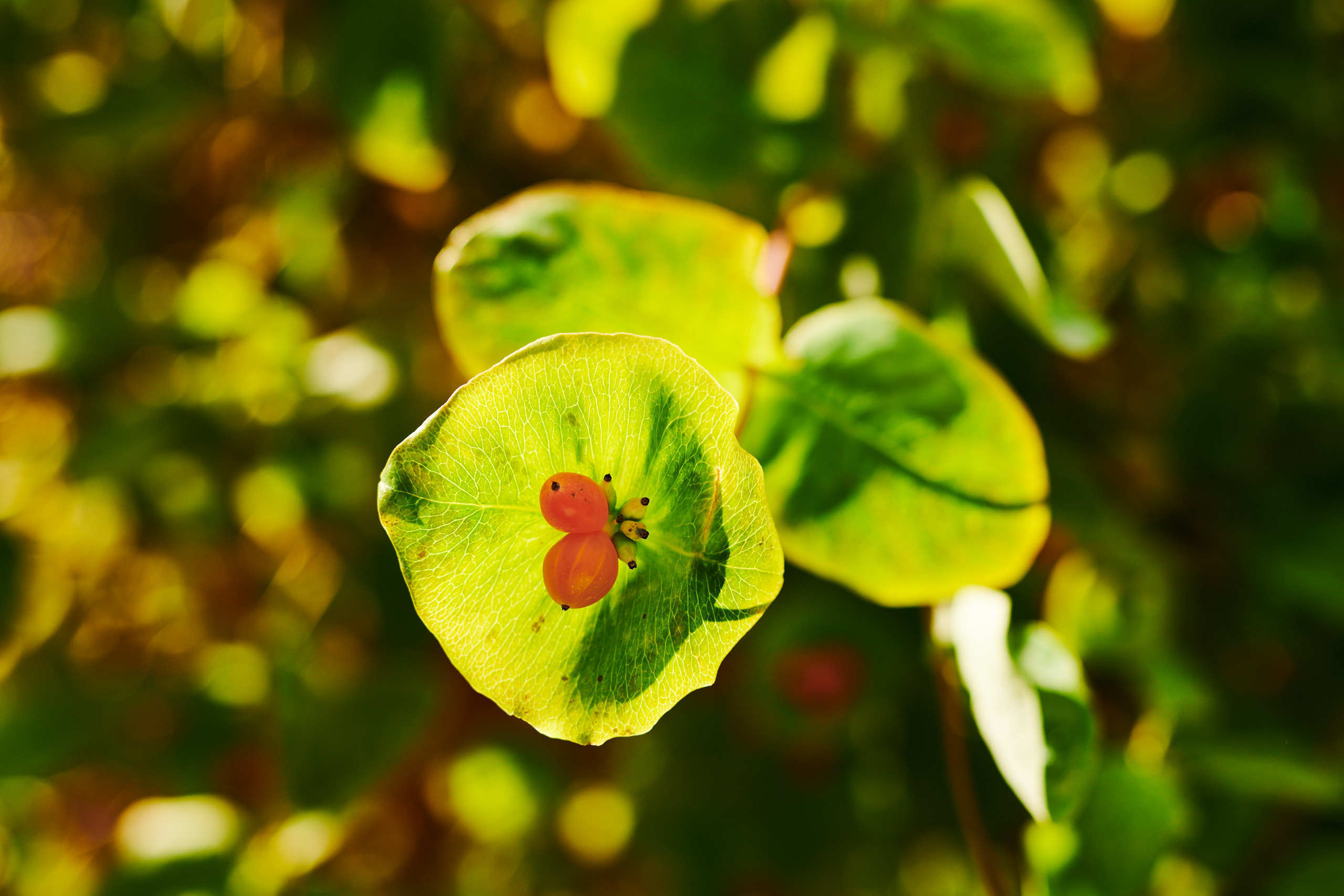 Berries. Nature and macro photography by Elena Zhukova