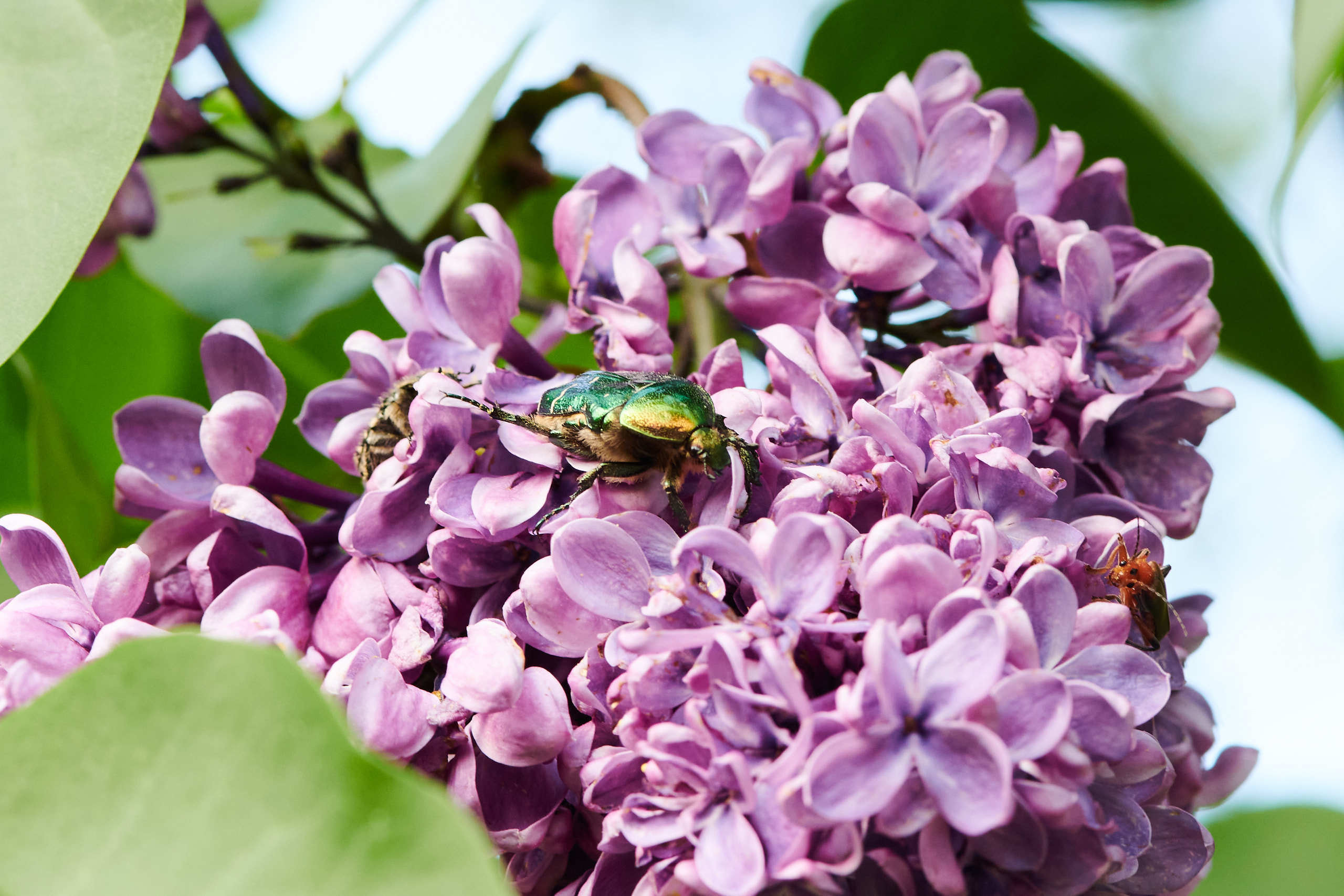 Small world. Nature and macro photography by Elena Zhukova