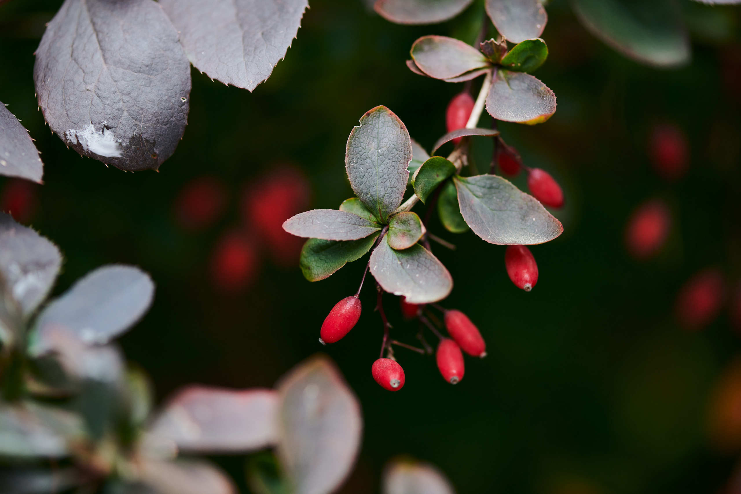 Berries. Nature and macro photography by Elena Zhukova