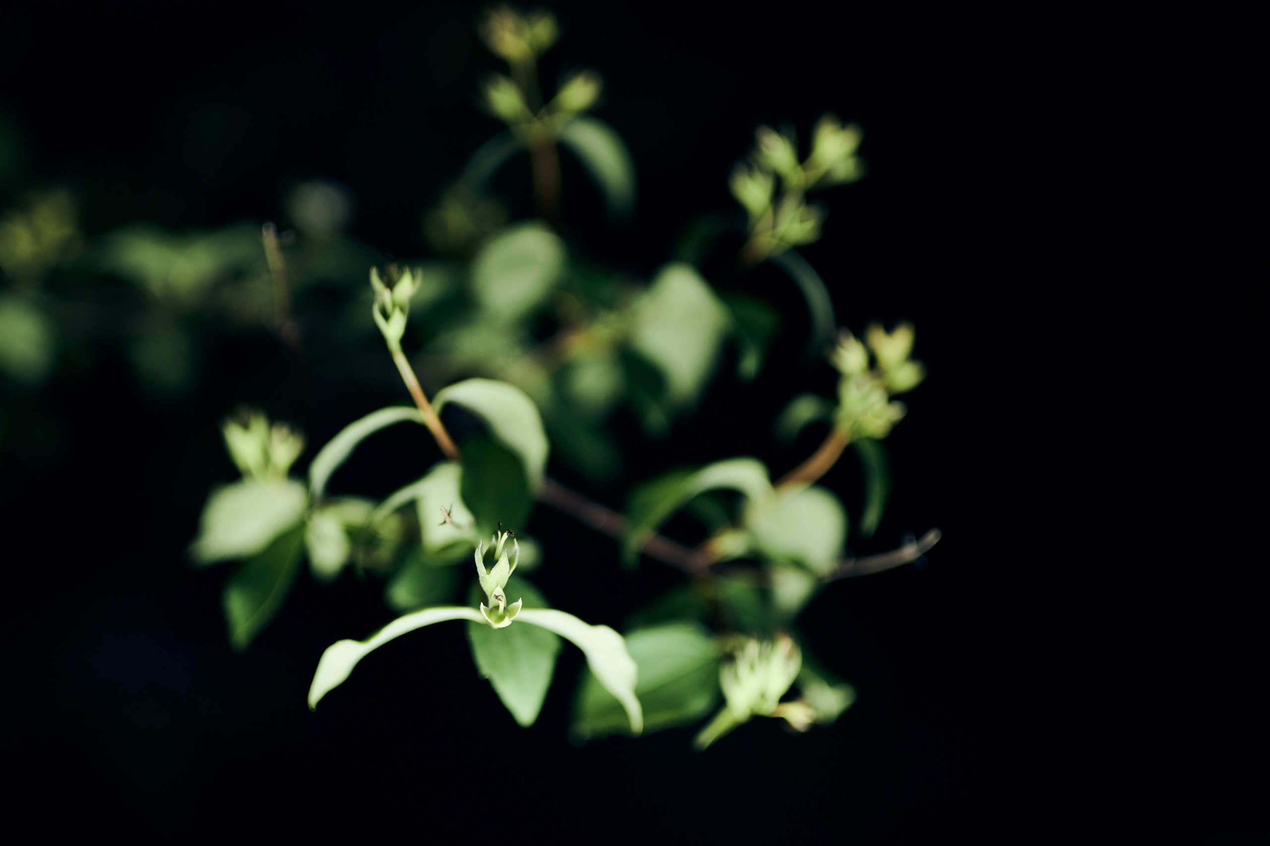 Leaves. Nature and macro photography by Elena Zhukova