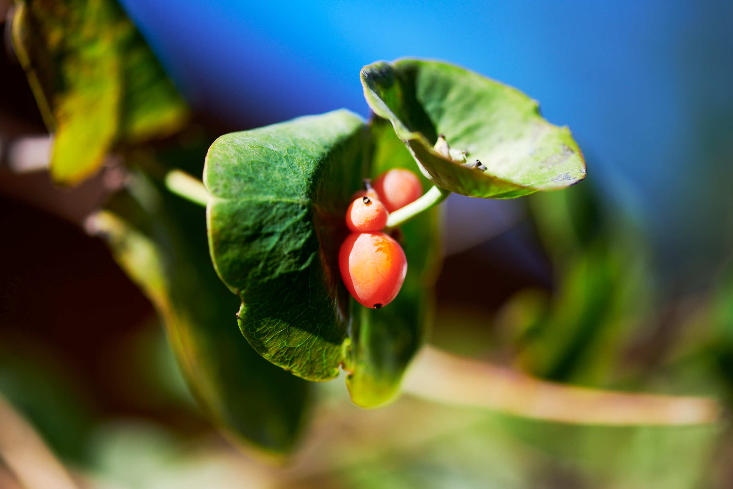 Berries. Nature and macro photography by Elena Zhukova