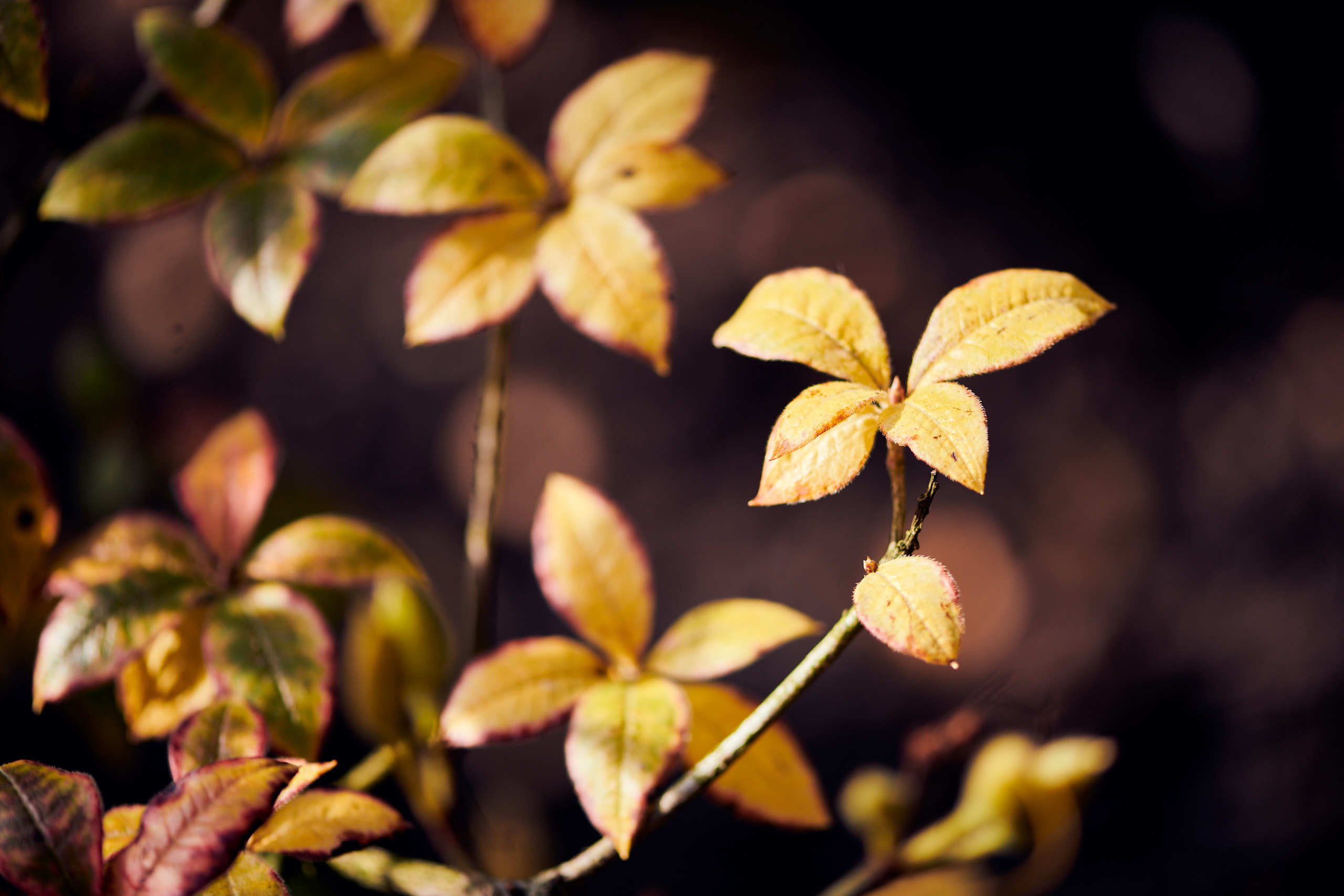 Leaves. Nature and macro photography by Elena Zhukova